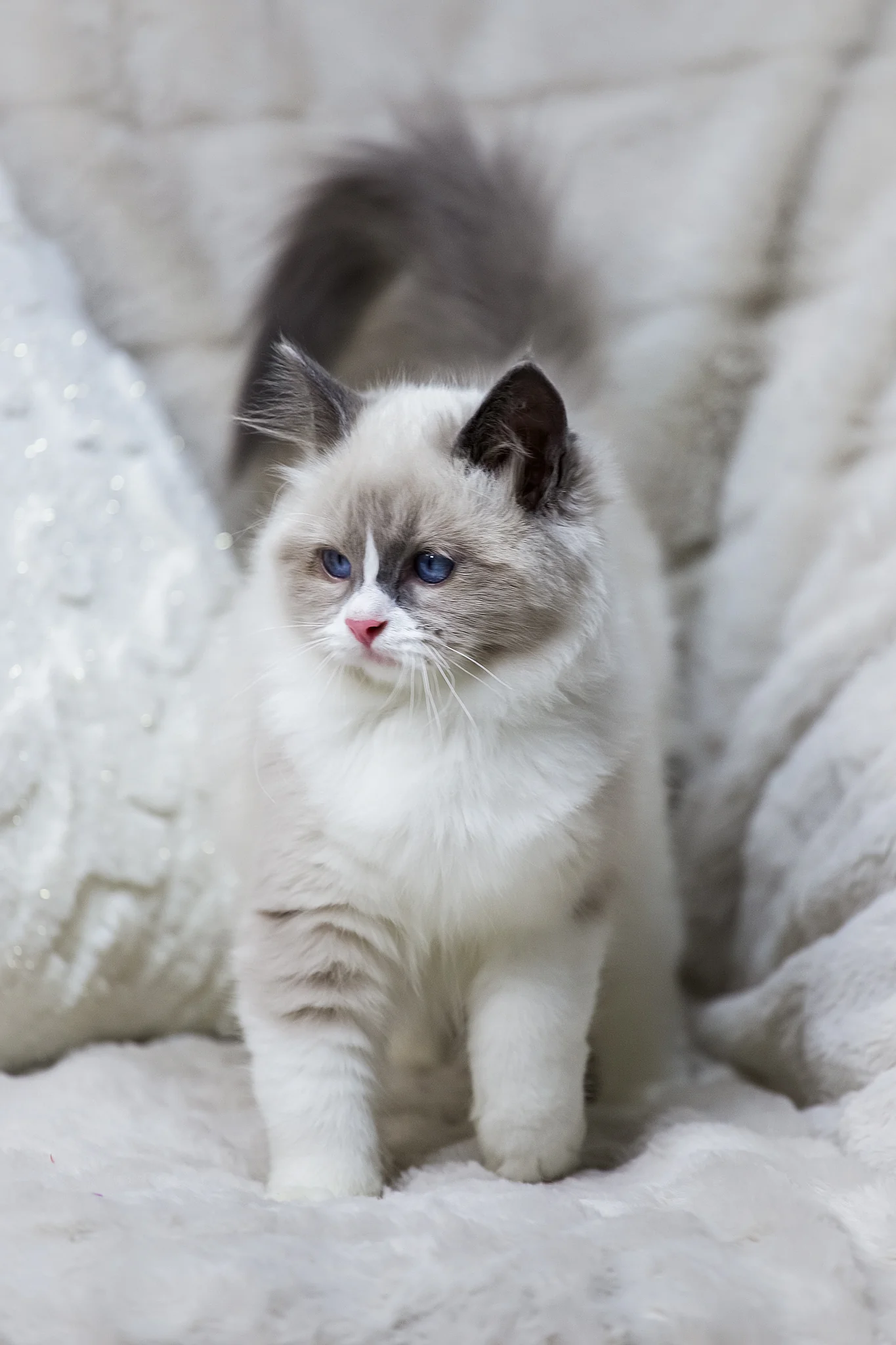 Noelle | Ragdoll Kitten - Image 5