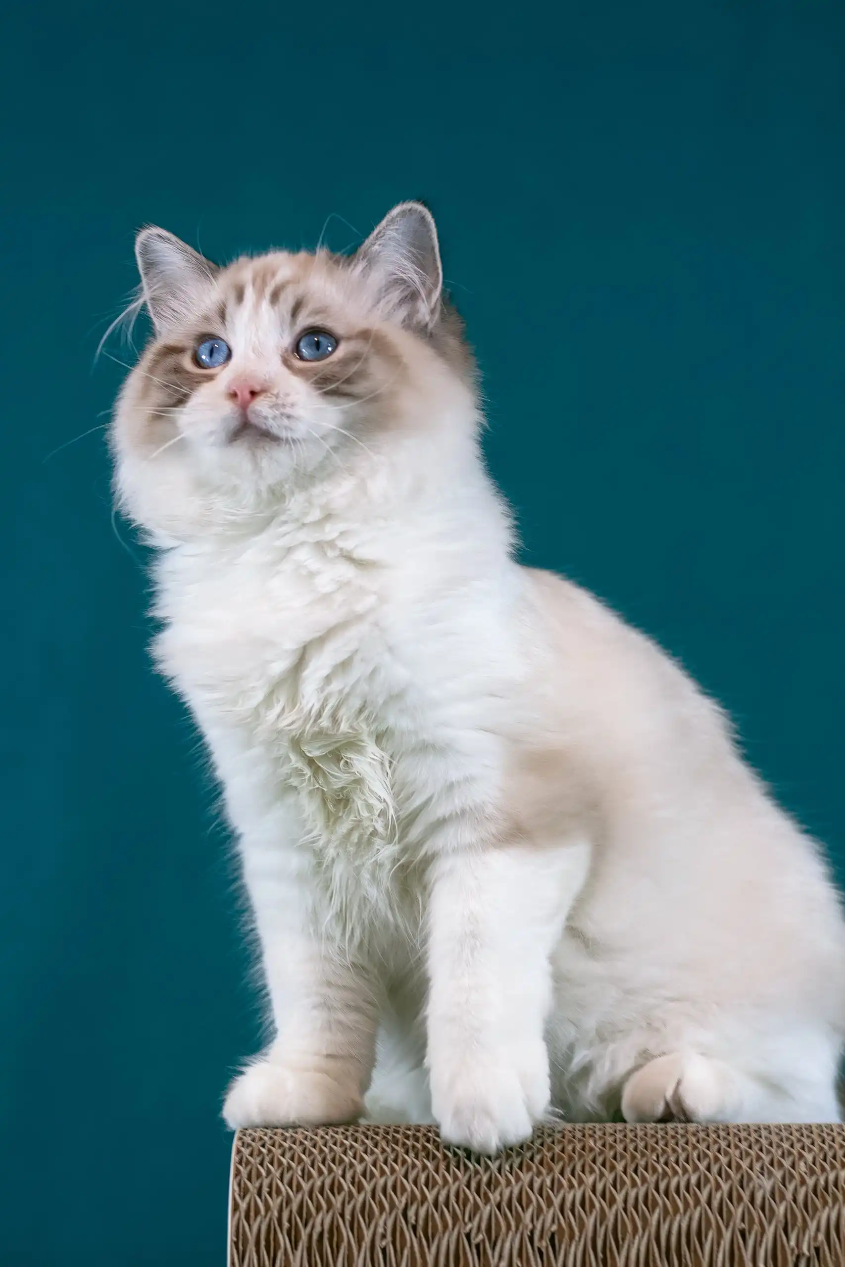Raspberry | Ragdoll Kitten - Image 5