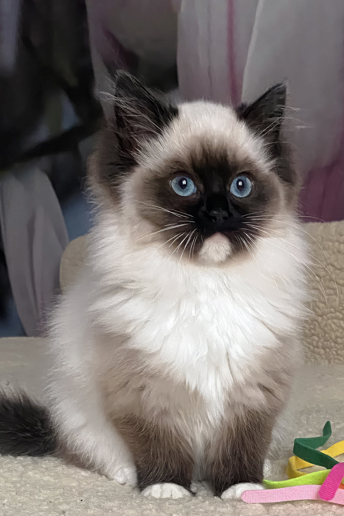 Roxy | Ragdoll Kitten - Image 14