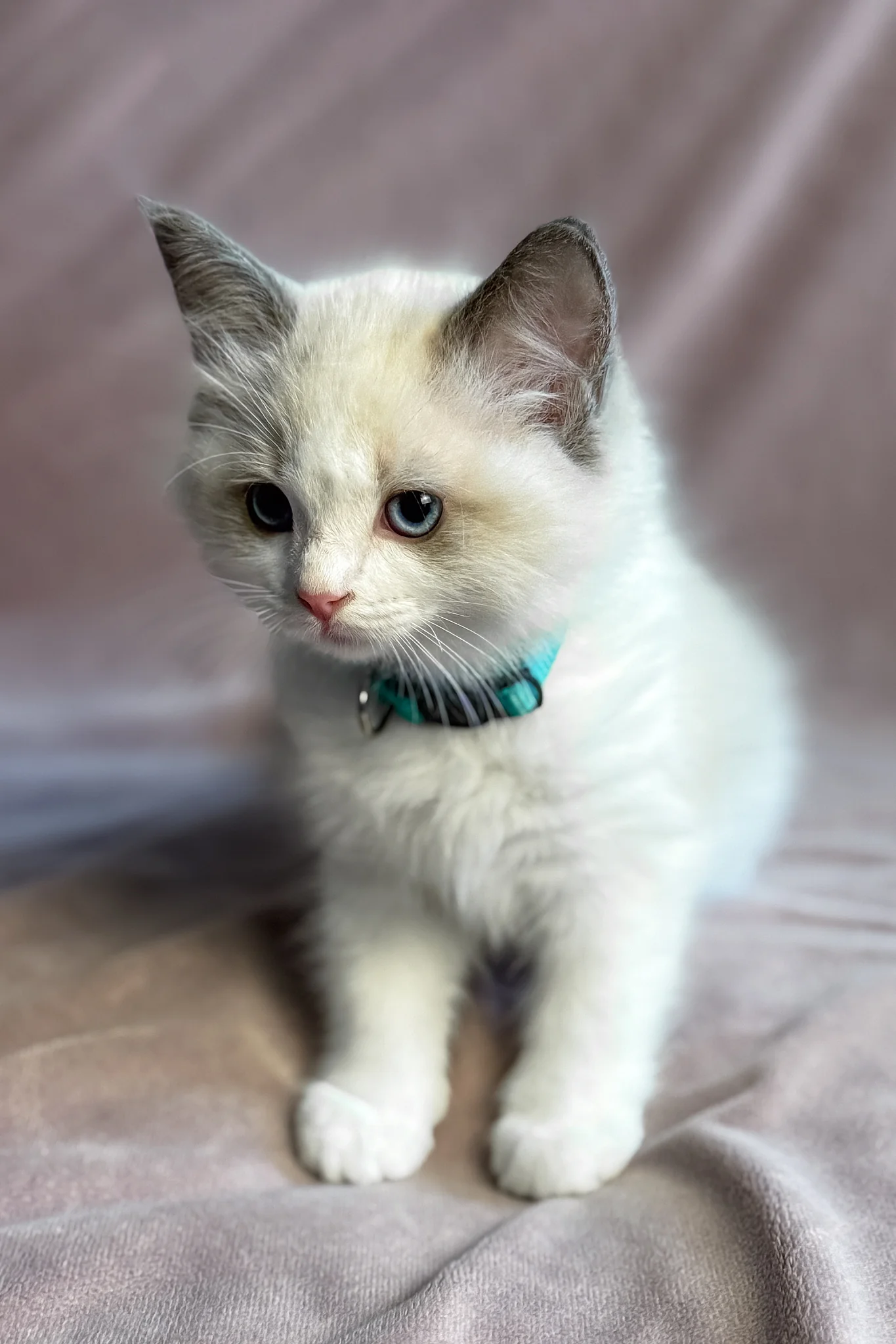 Sophie | Ragdoll Kitten - Image 5
