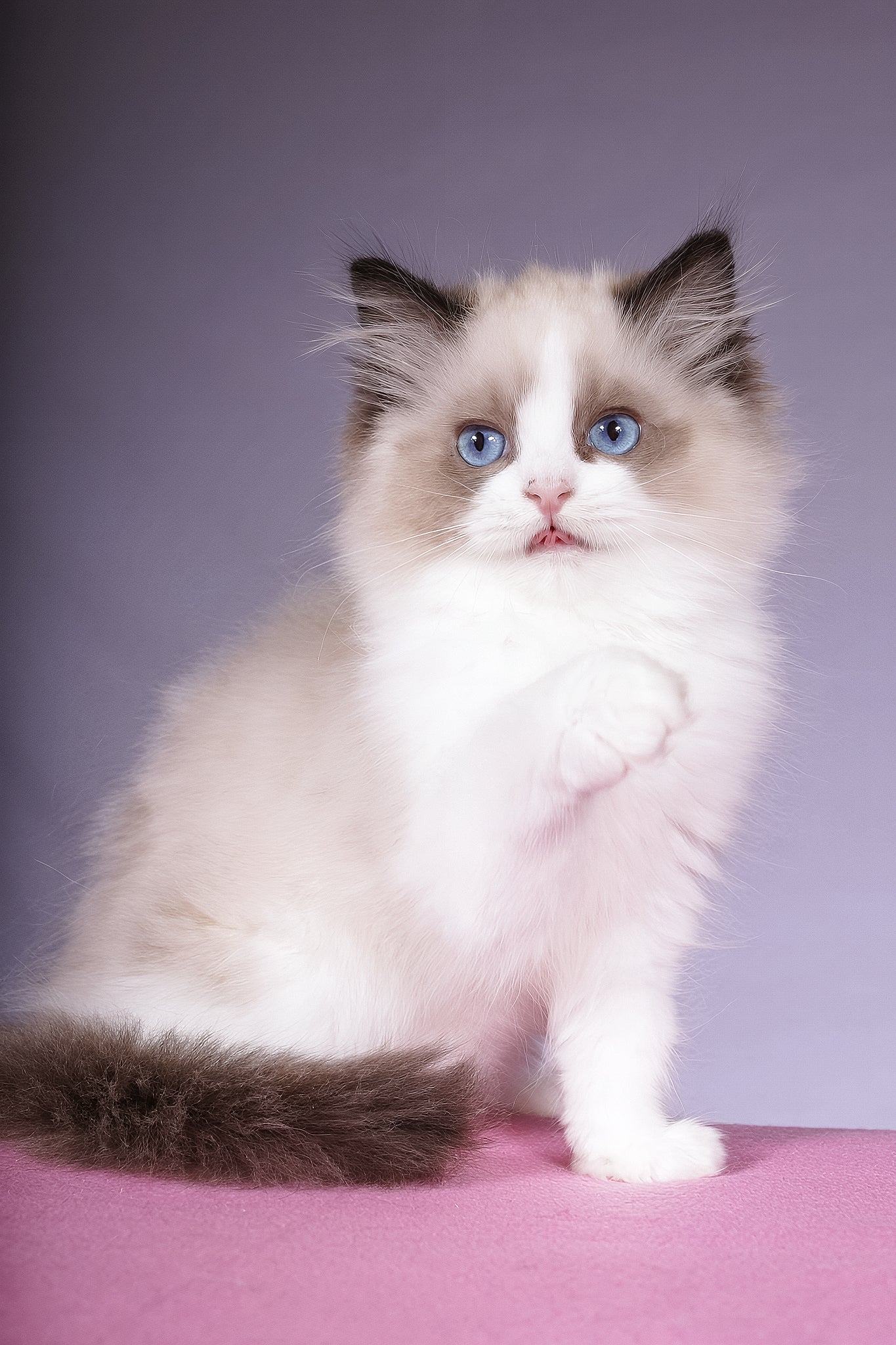 Talisman | Ragdoll Kitten - Image 4