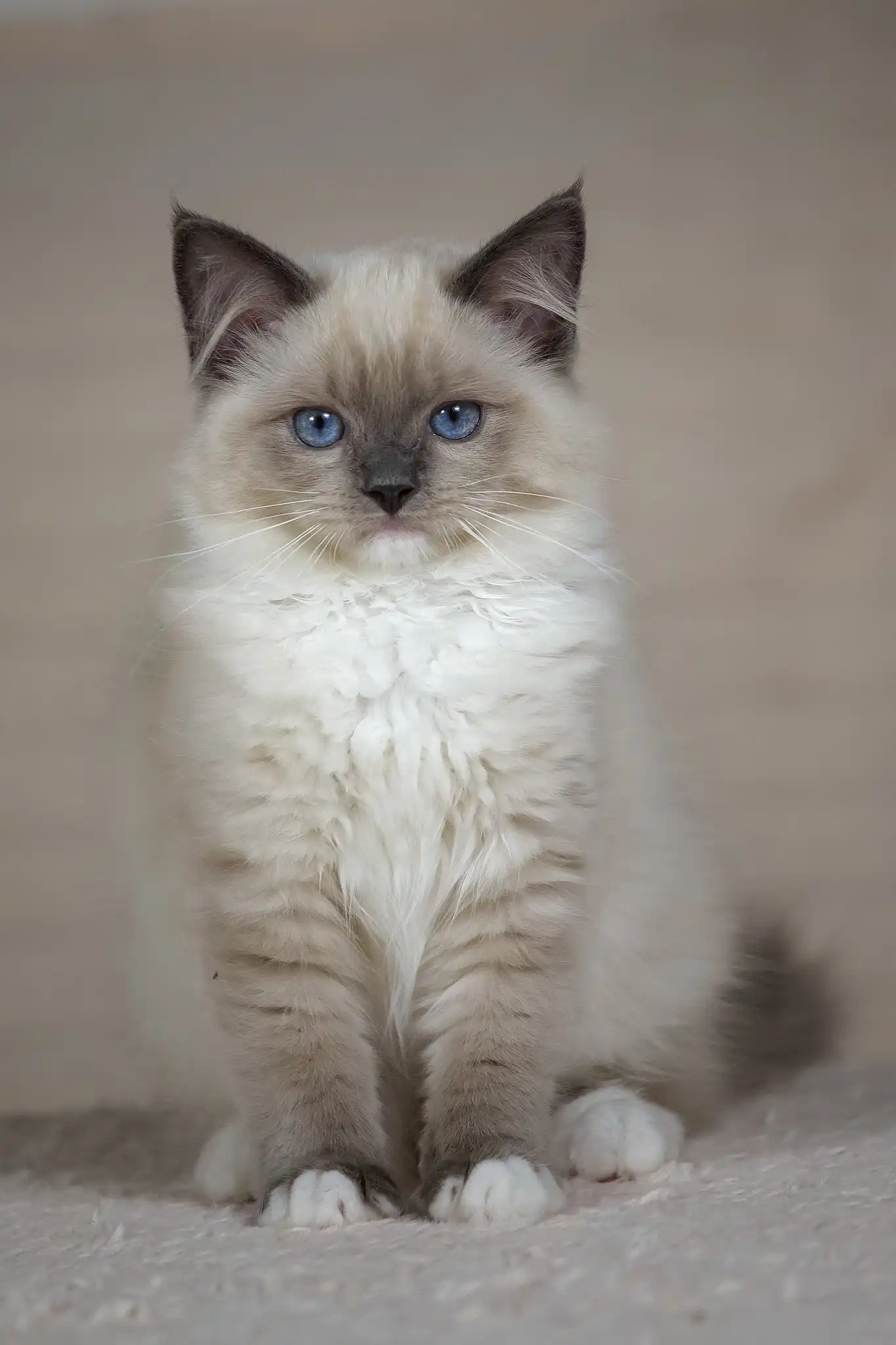Tessa | Ragdoll Kitten - Image 10