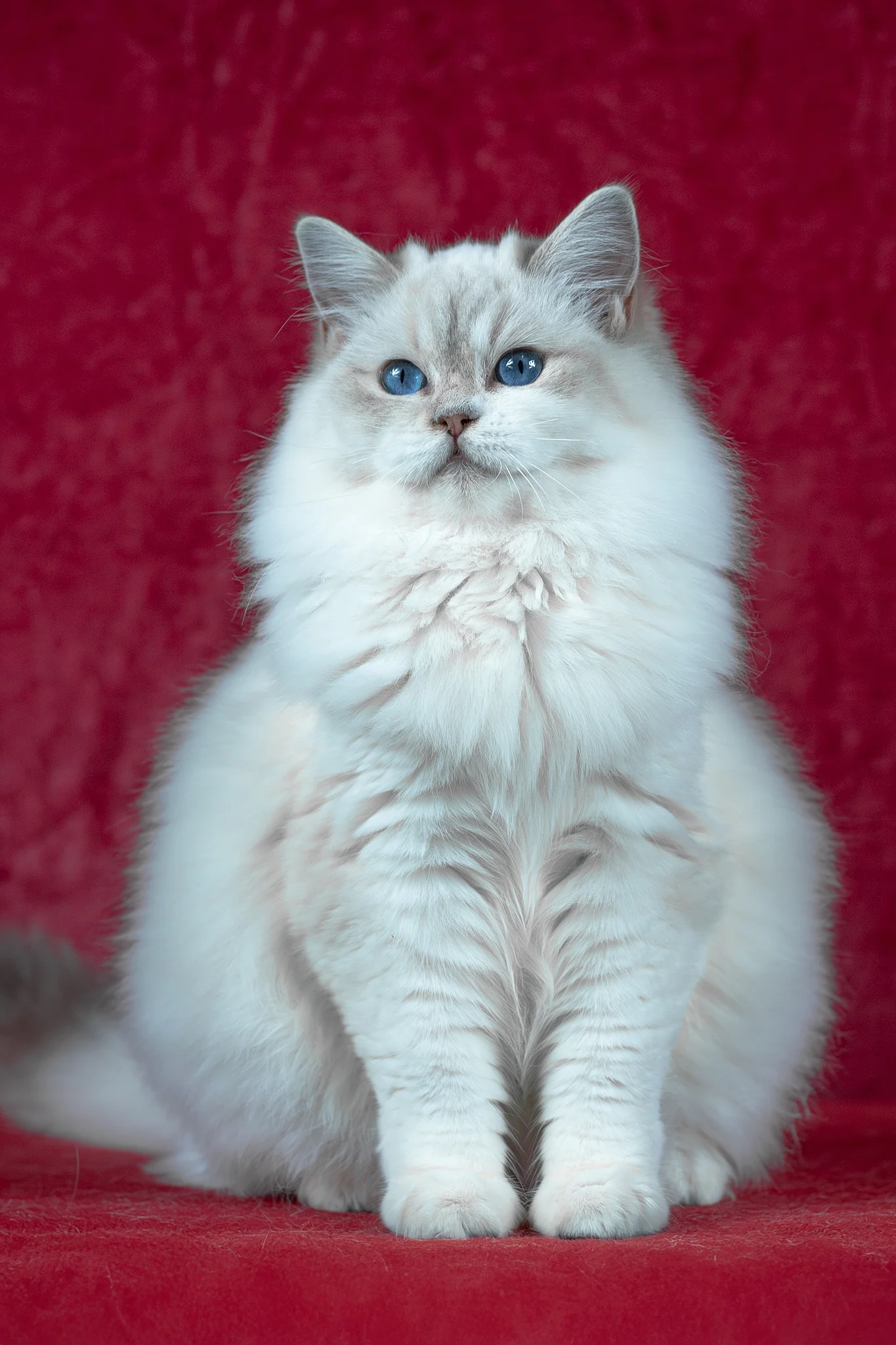 Thea | Ragdoll Kitten - Image 6