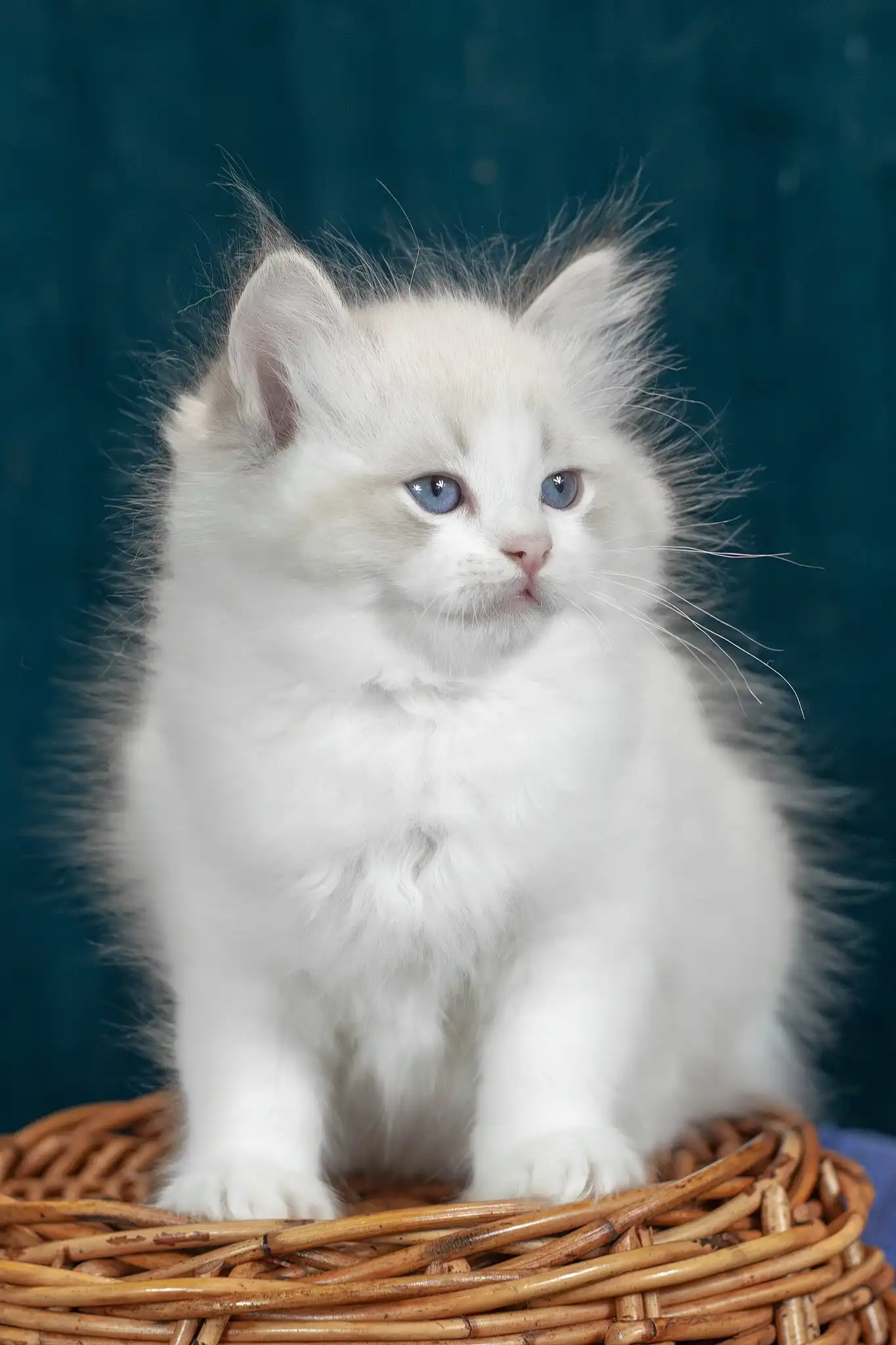 Vanilla | Ragdoll Kitten - Image 7
