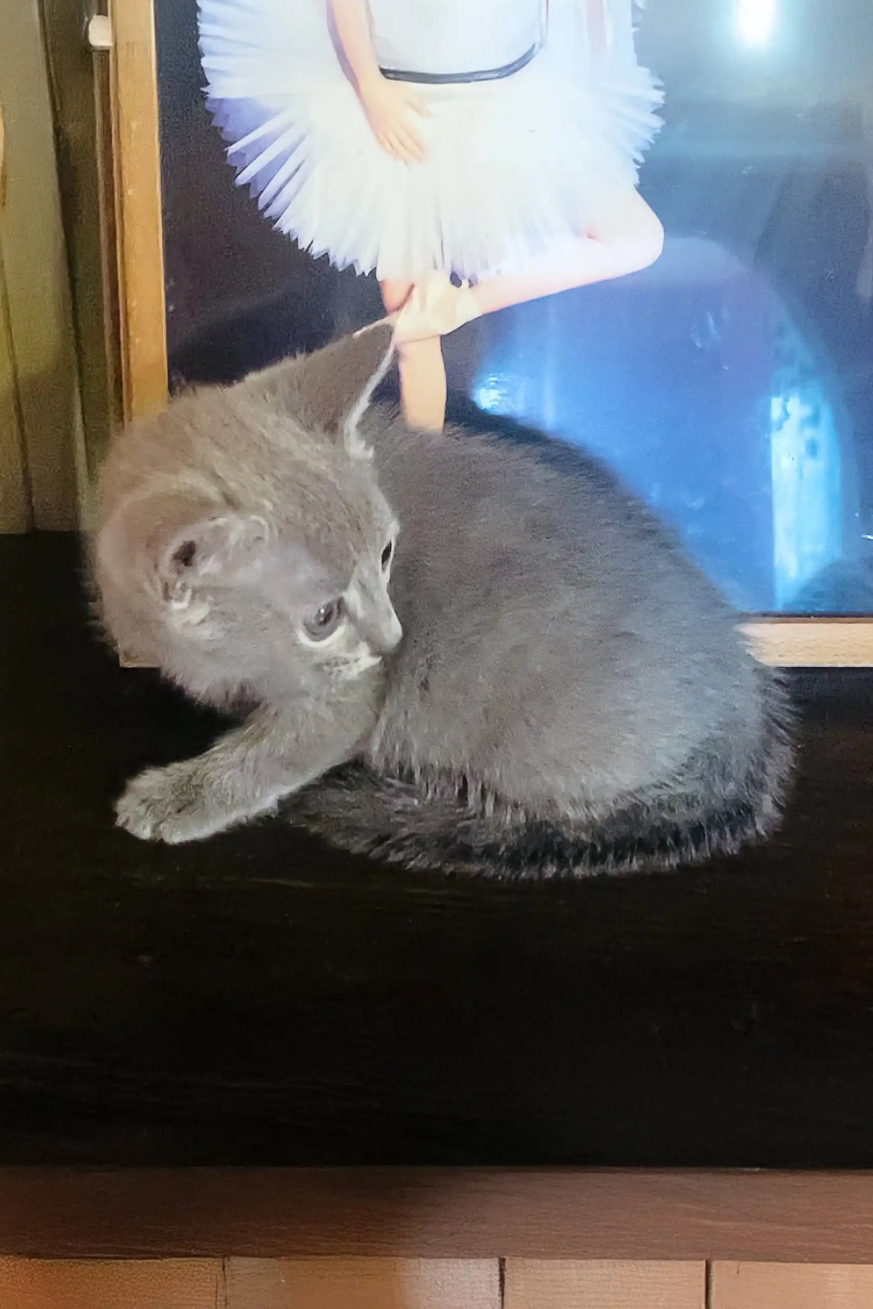 Alissa | Russian Blue Kitten - Image 6