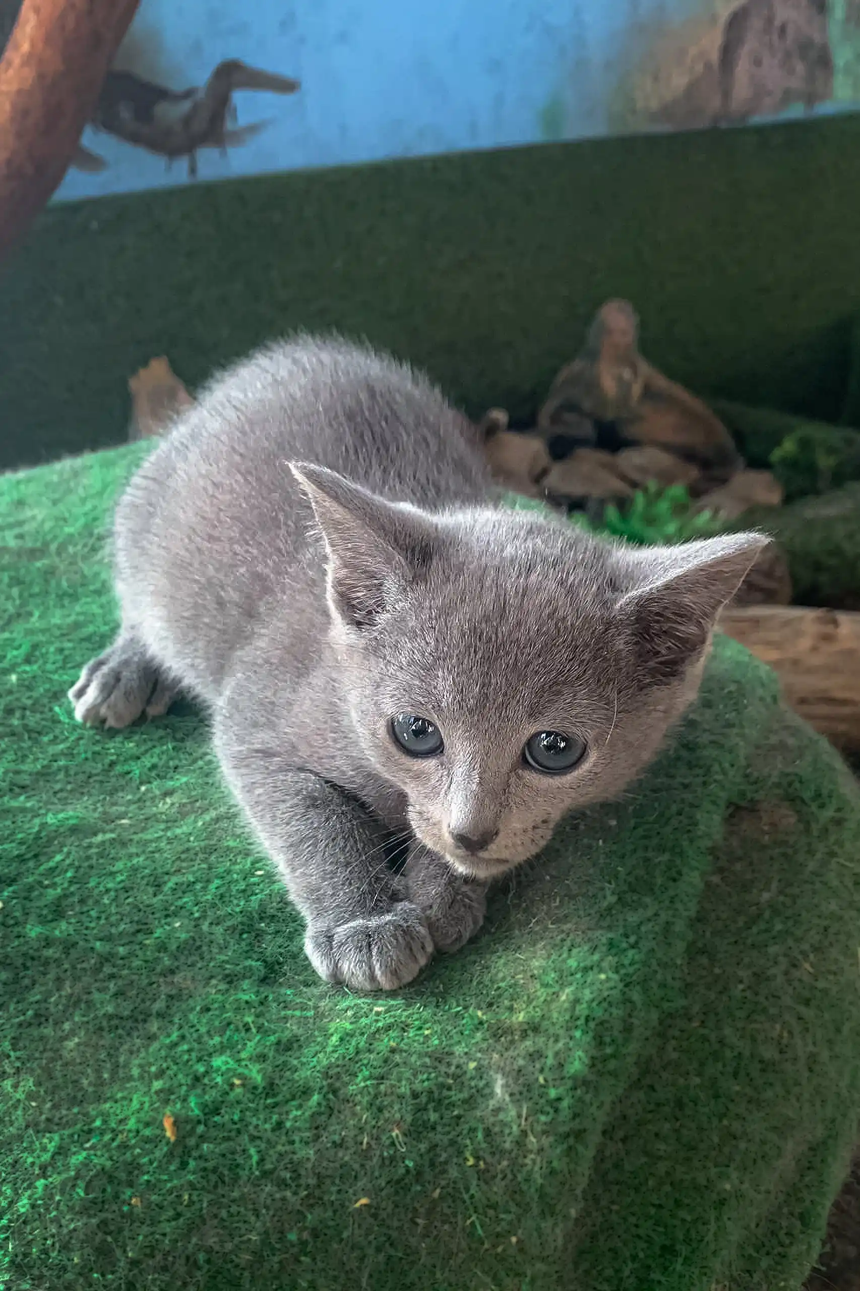 Andre | Russian Blue Kitten - Image 2