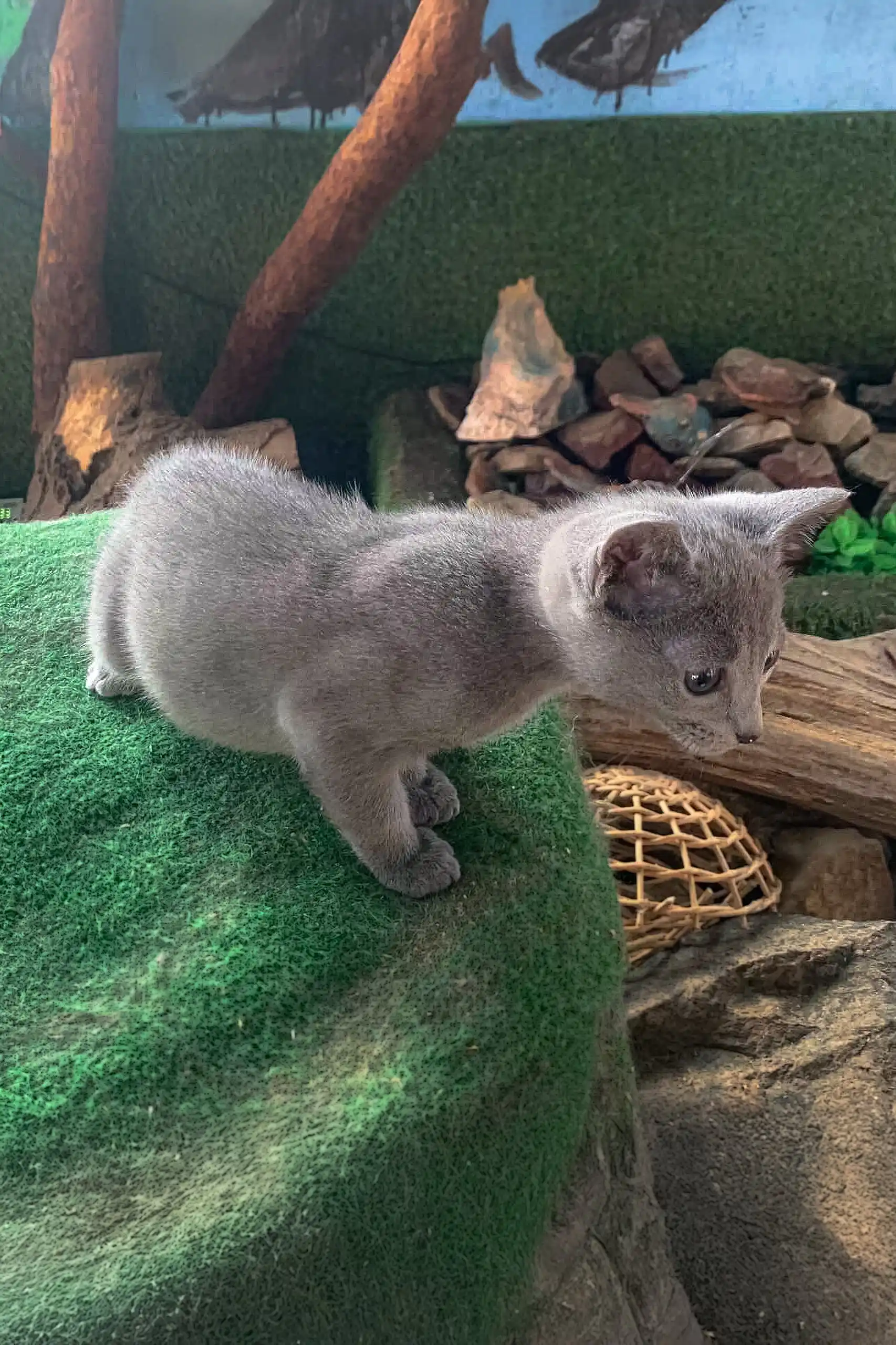 Andre | Russian Blue Kitten - Image 6