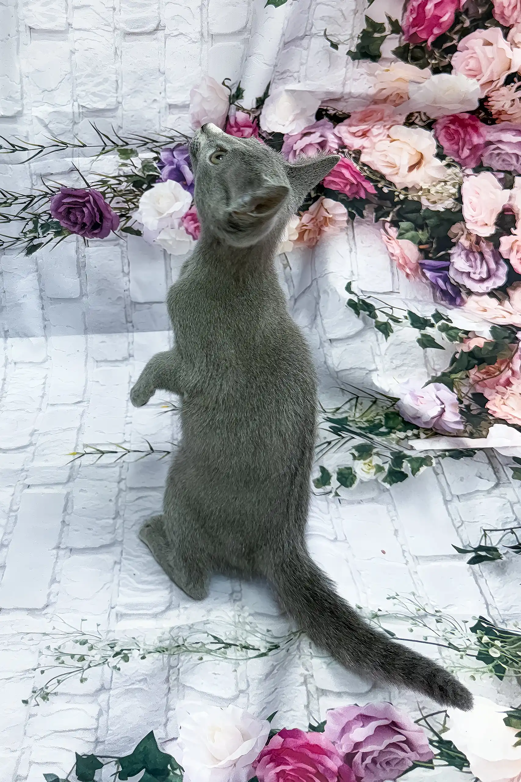 Astra | Russian Blue Kitten - Image 4