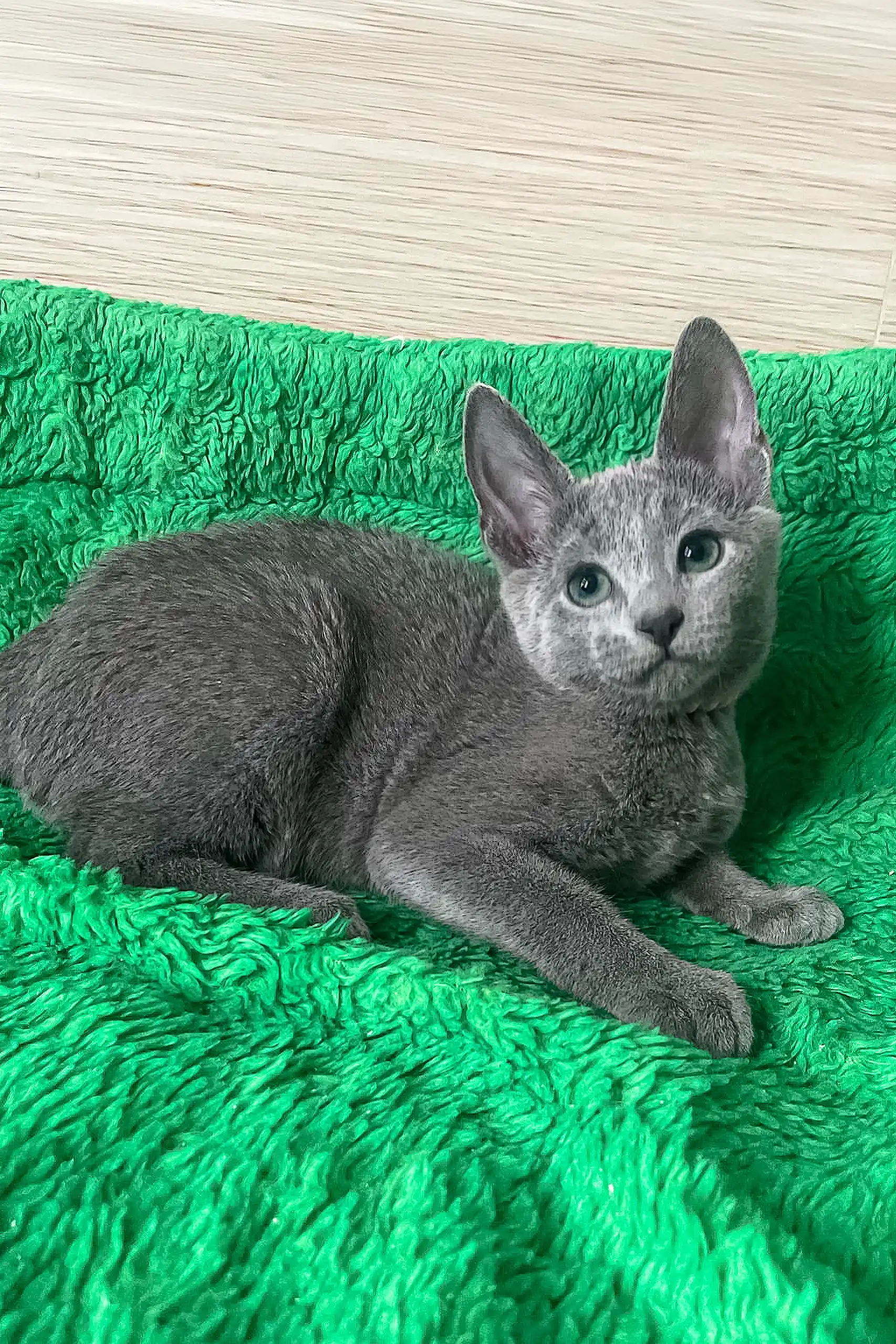 Barika | Russian Blue Kitten - Image 5