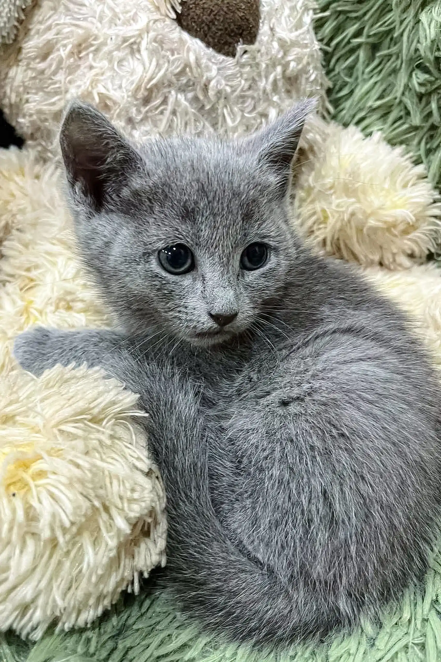 Camila | Russian Blue Kitten - Image 4