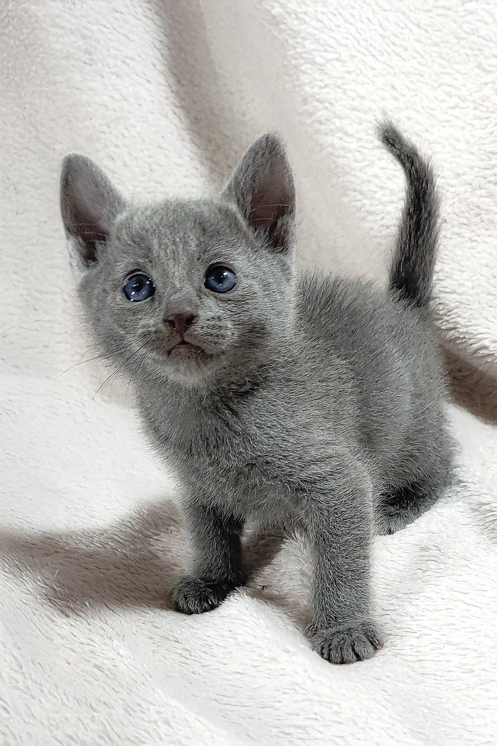 Collina | Russian Blue Kitten - Image 4