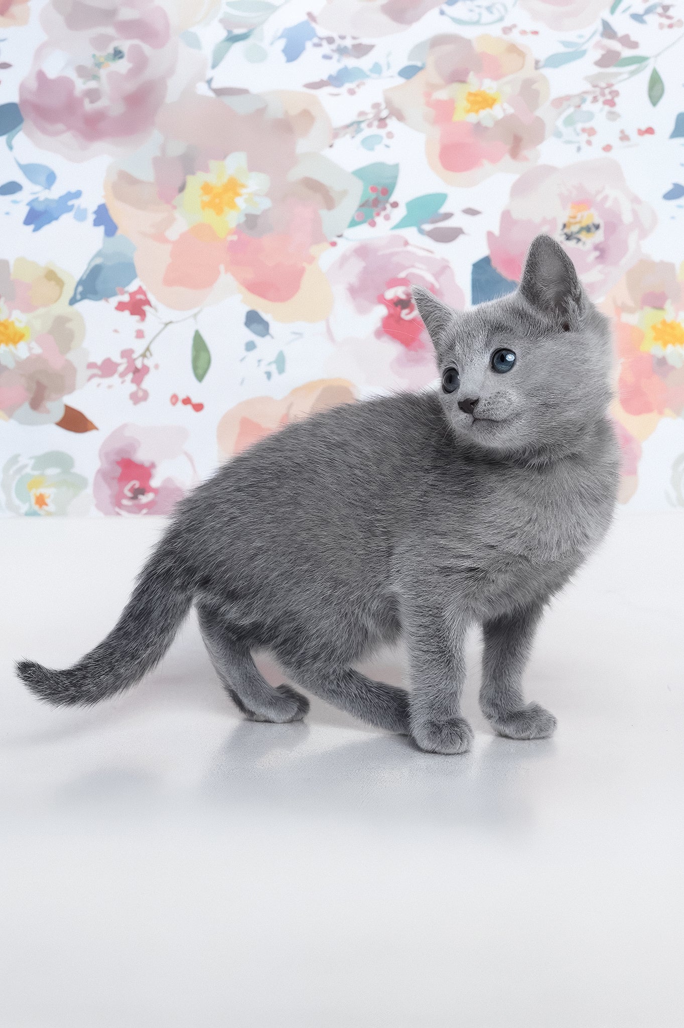 Diva | Russian Blue Kitten - Image 3