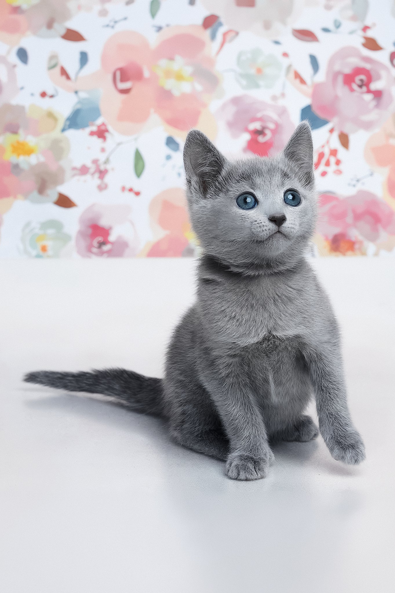 Diva | Russian Blue Kitten - Image 4