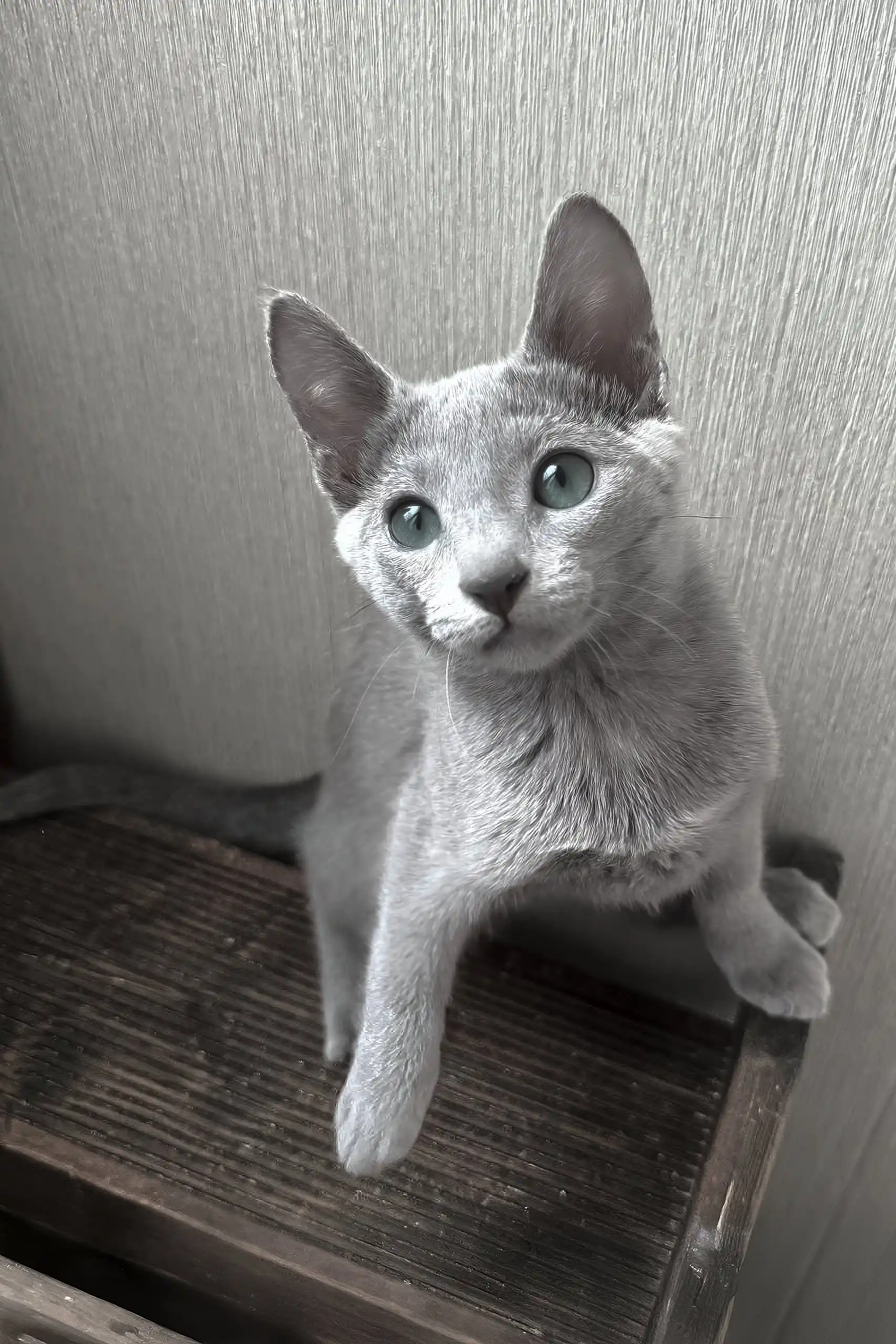 Funny | Russian Blue Kitten - Image 4