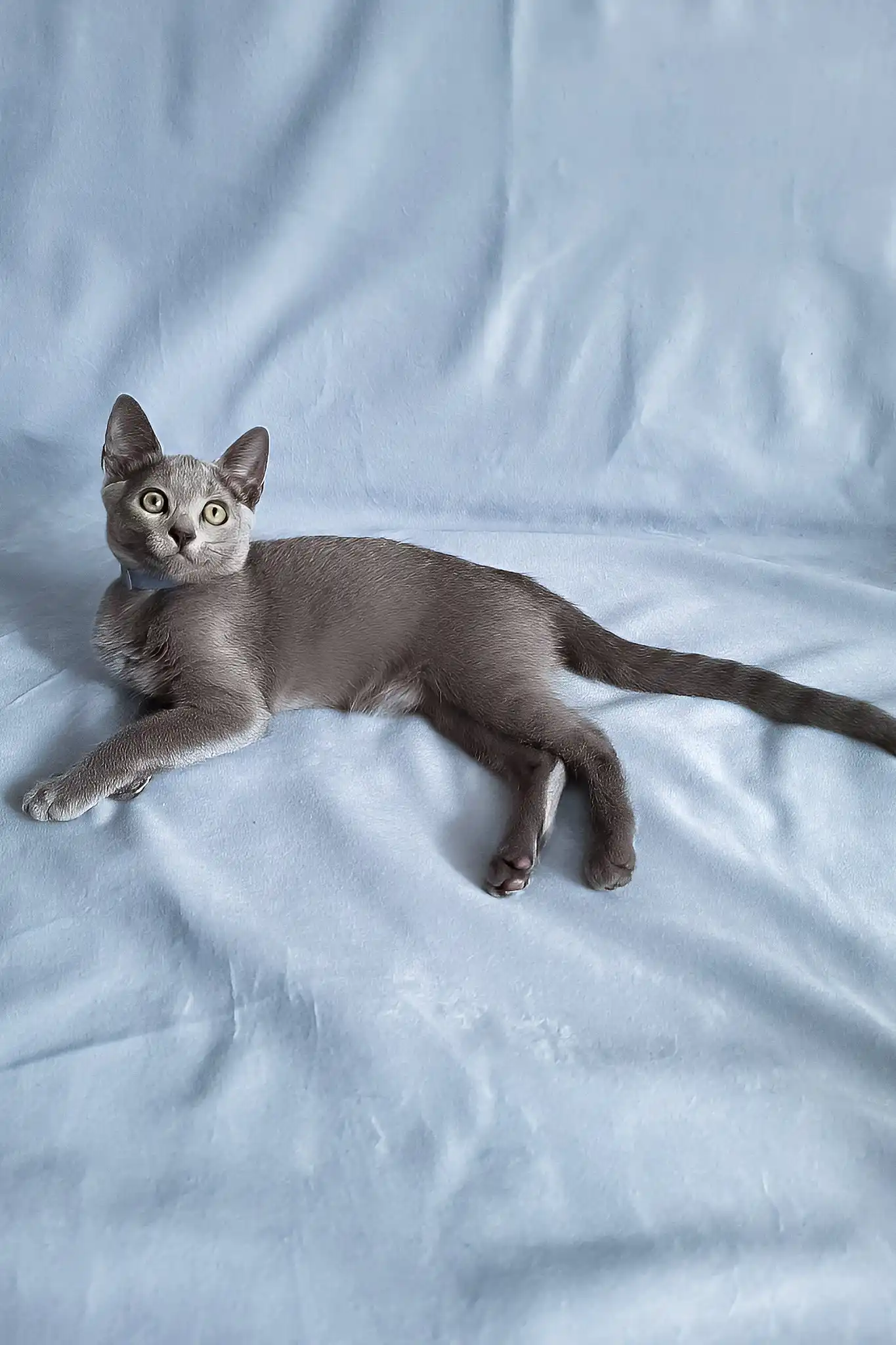 Ginny | Russian Blue Kitten - Image 5