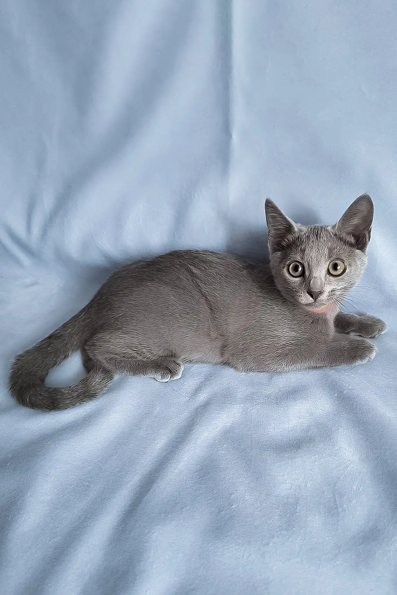 Grace | Russian Blue Kitten - Image 4