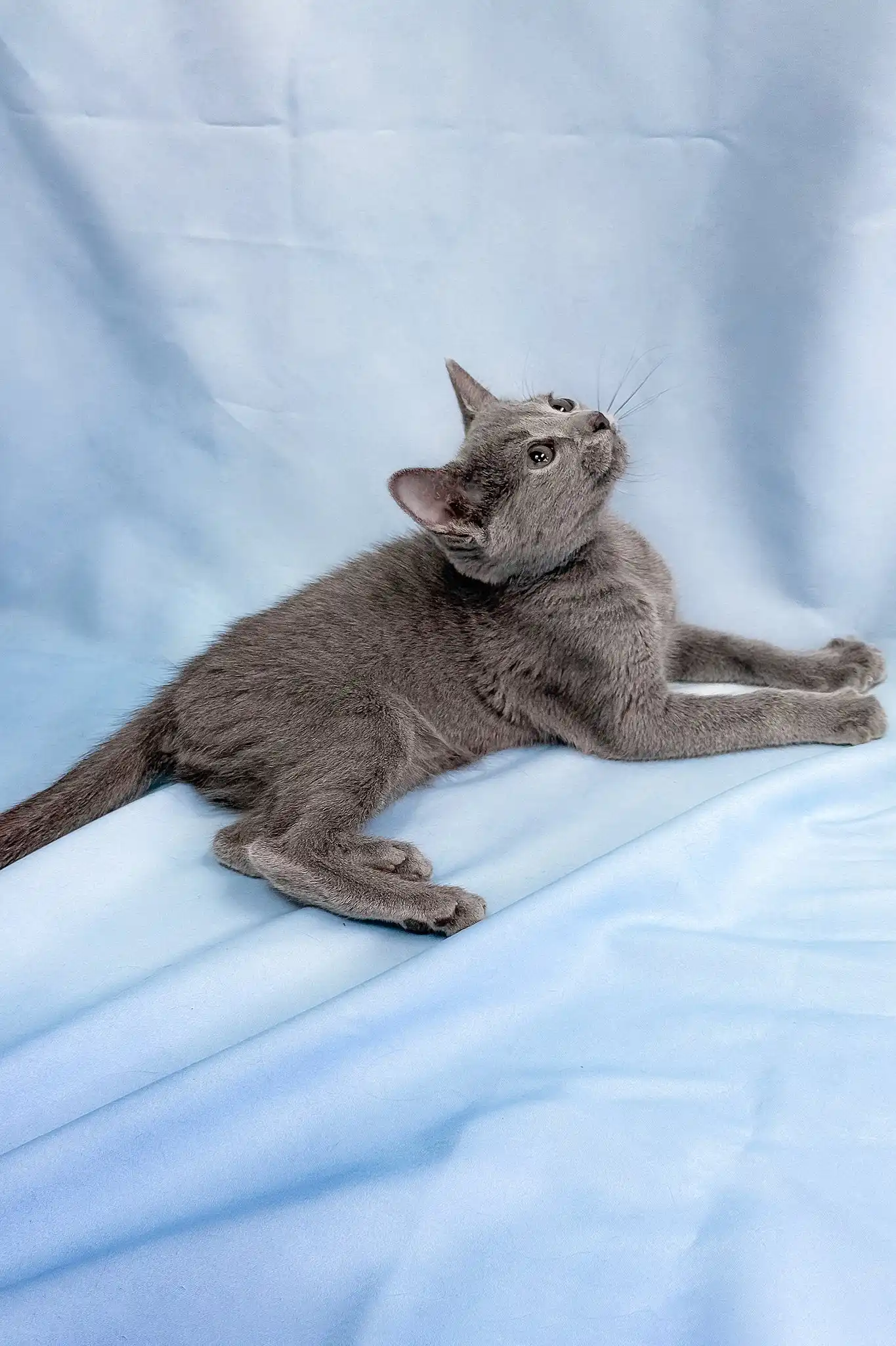 Henna | Russian Blue Kitten - Image 2