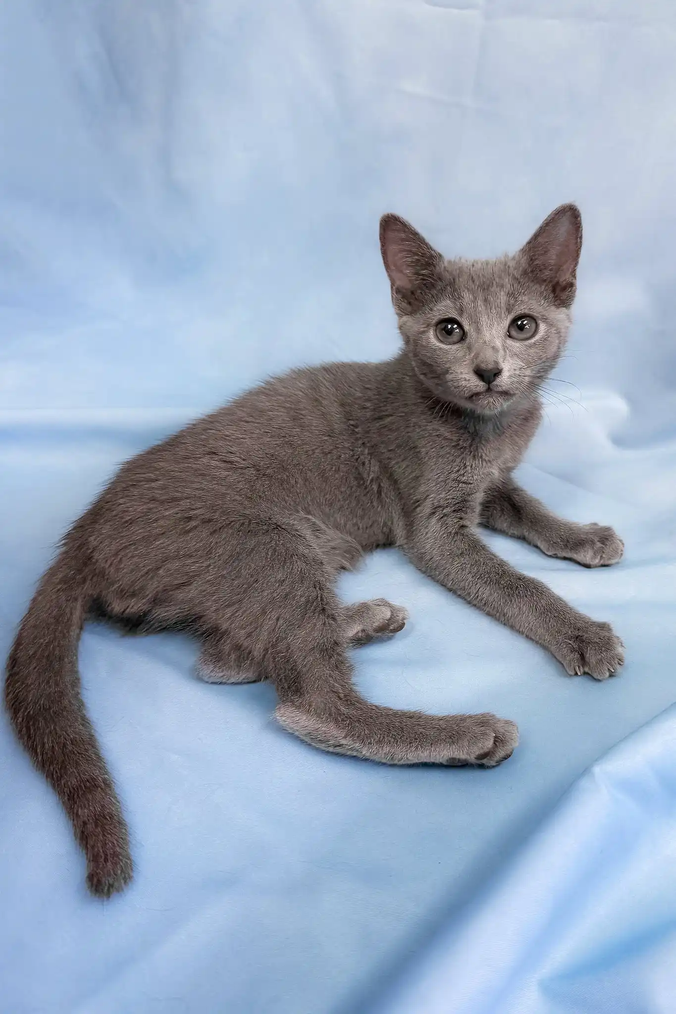 Henna | Russian Blue Kitten - Image 3