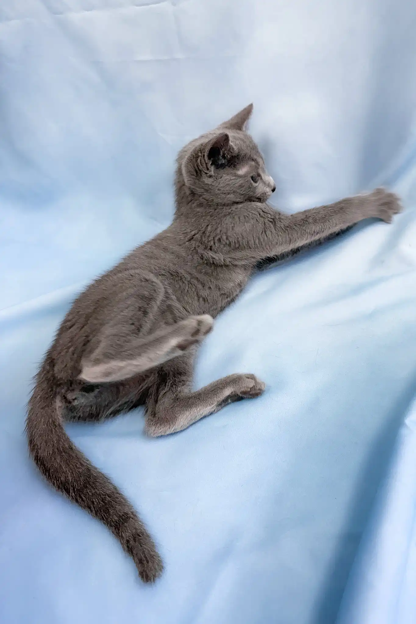 Henna | Russian Blue Kitten - Image 5