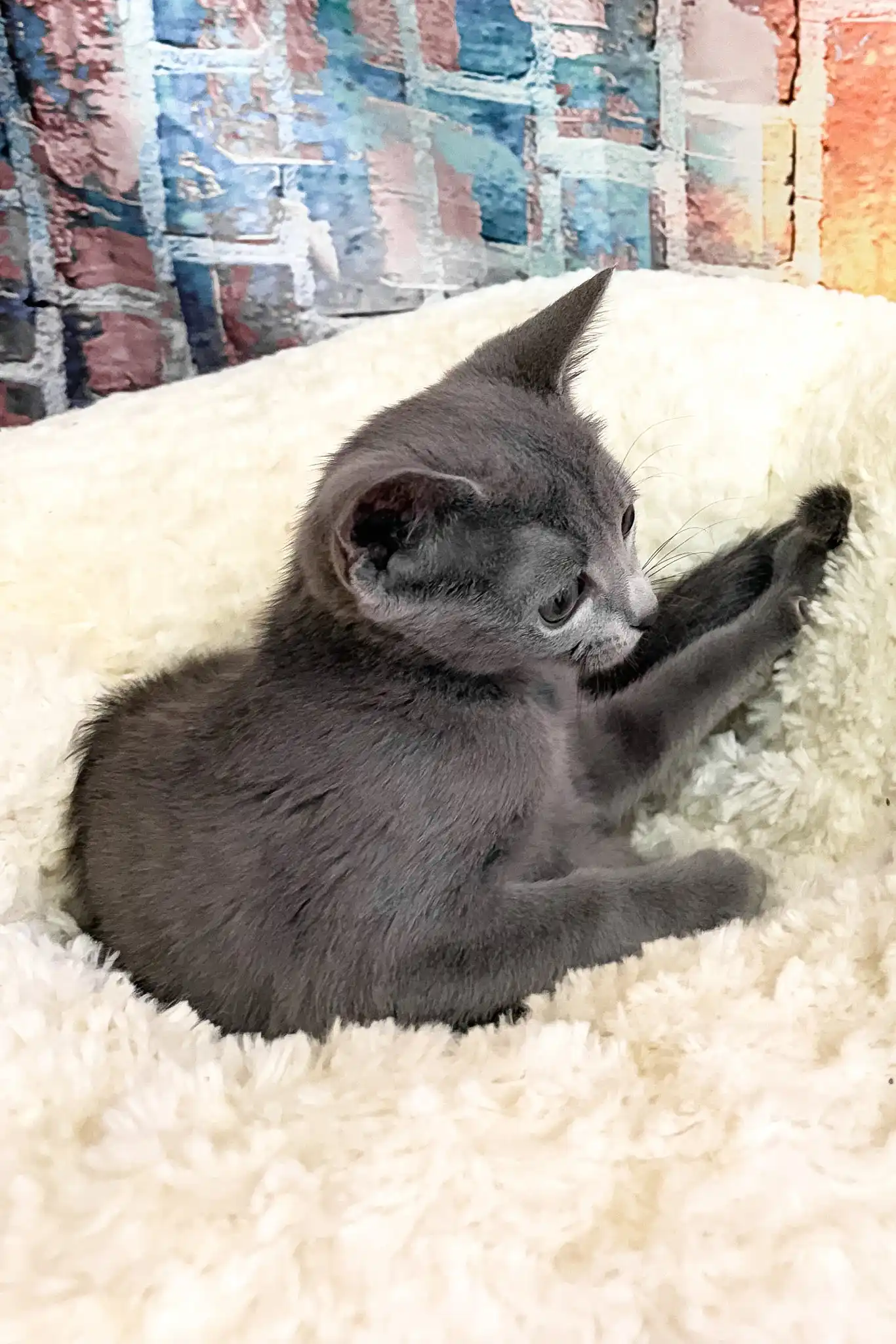 Indigo | Russian Blue Kitten - Image 3