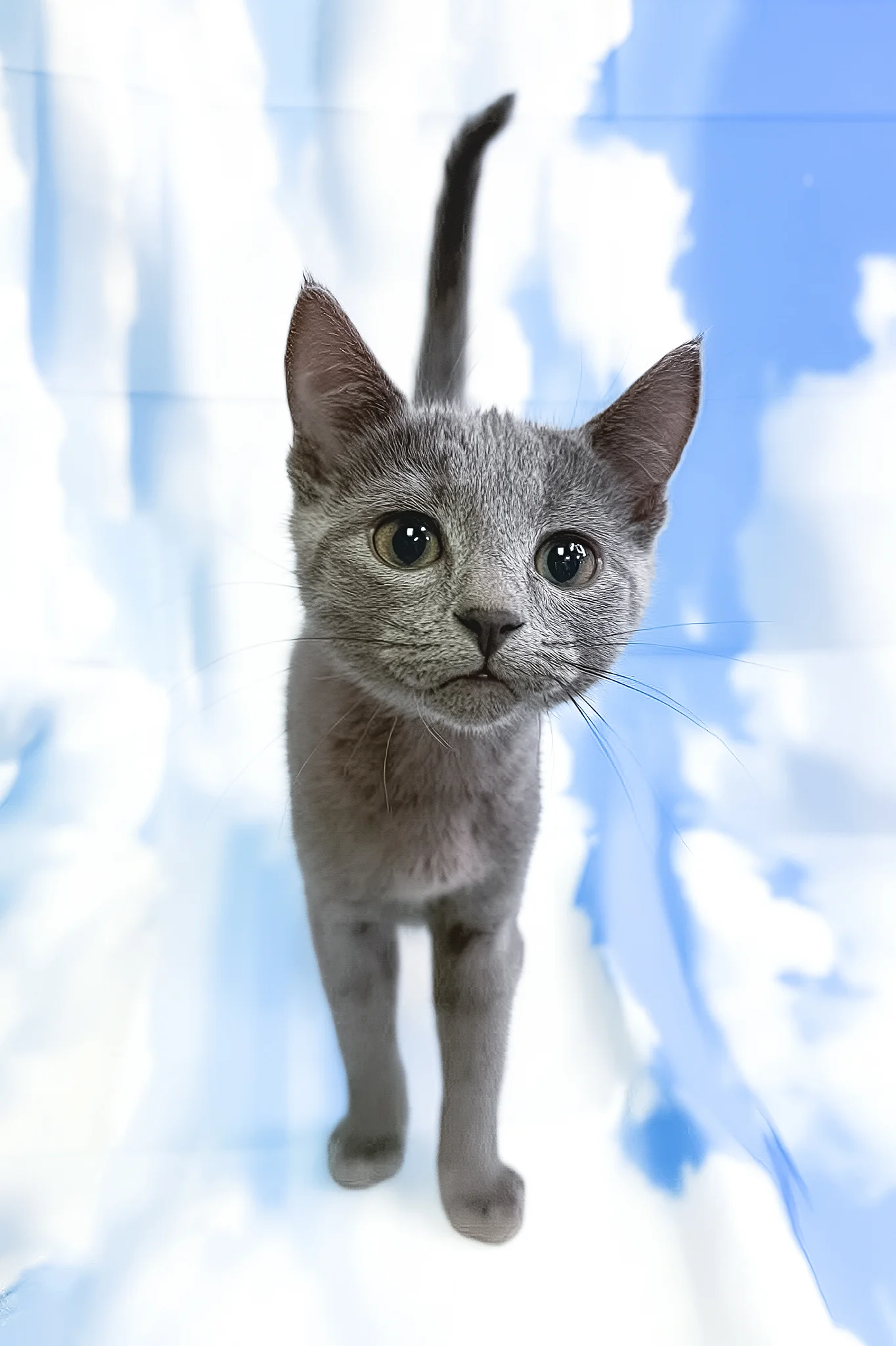 Lama | Russian Blue Kitten - Image 3