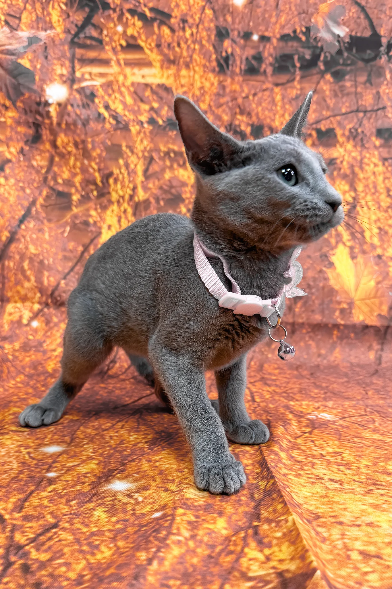 Narra | Russian Blue Kitten - Image 3