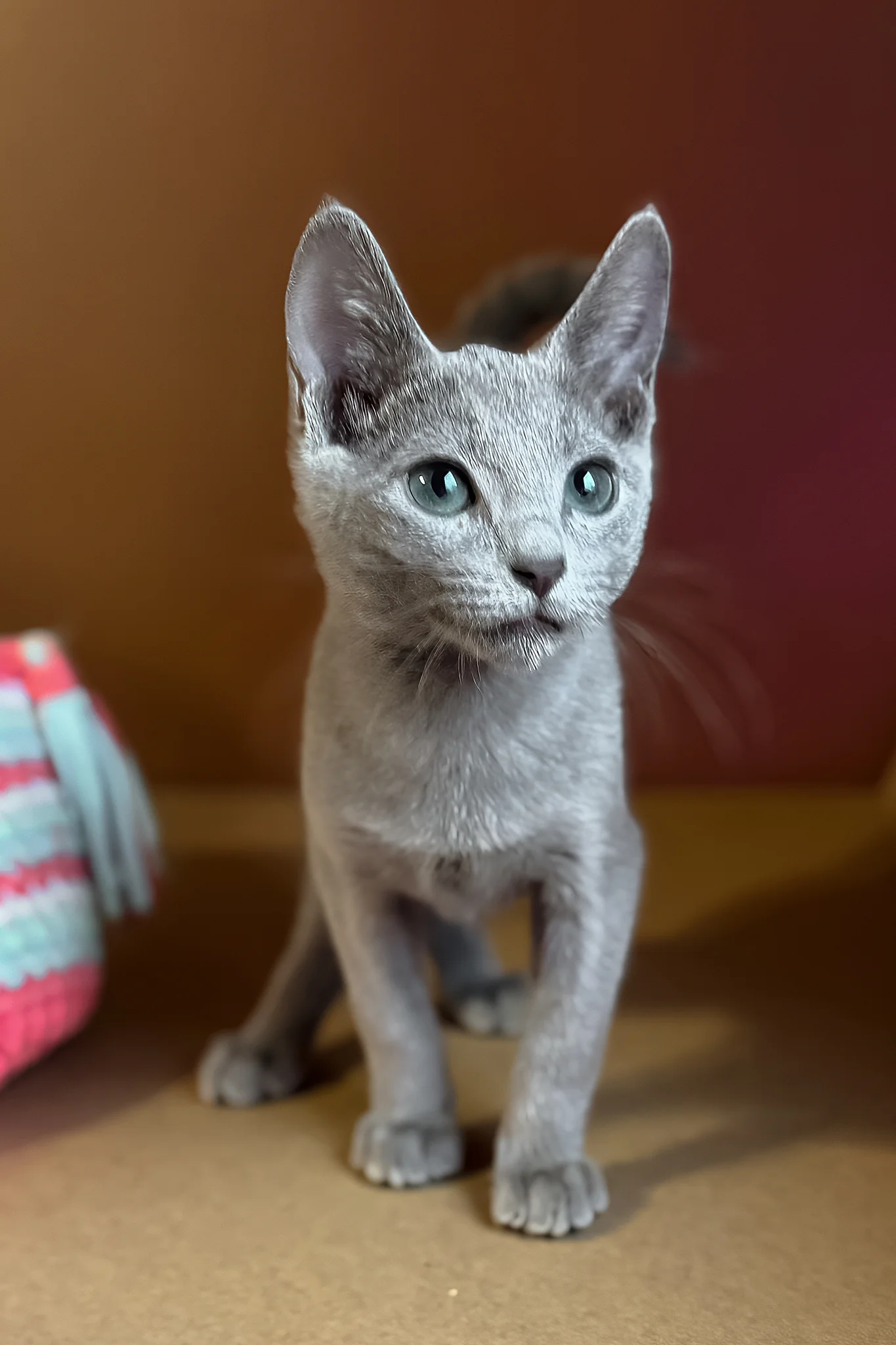 Octavia | Russian Blue Kitten - Image 4