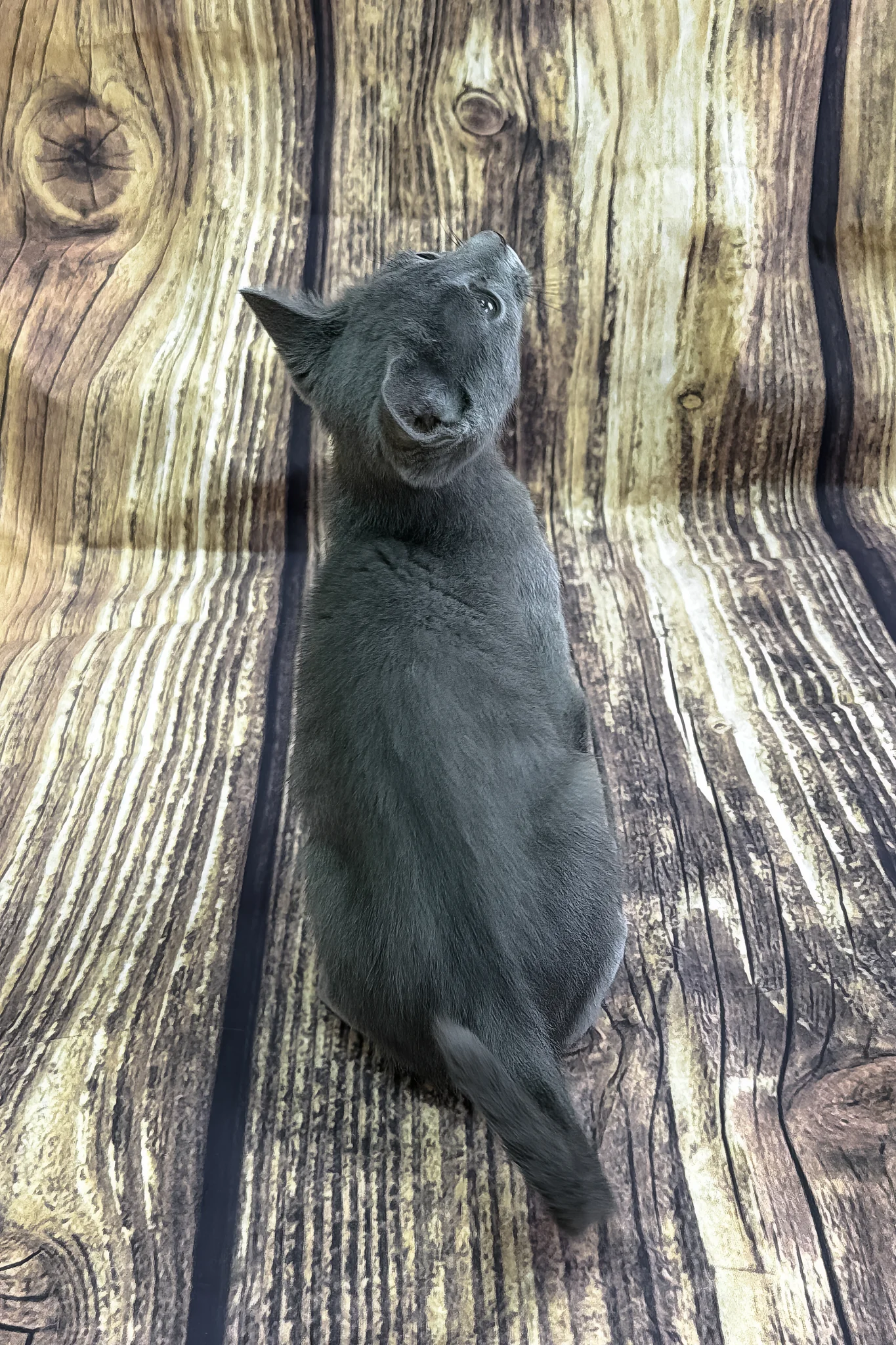 Pagoda | Russian Blue Kitten - Image 5