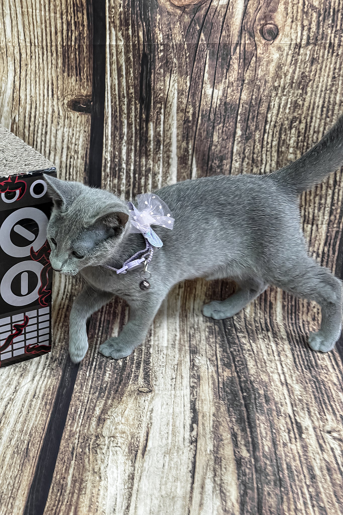 Penny | Russian Blue Kitten - Image 3
