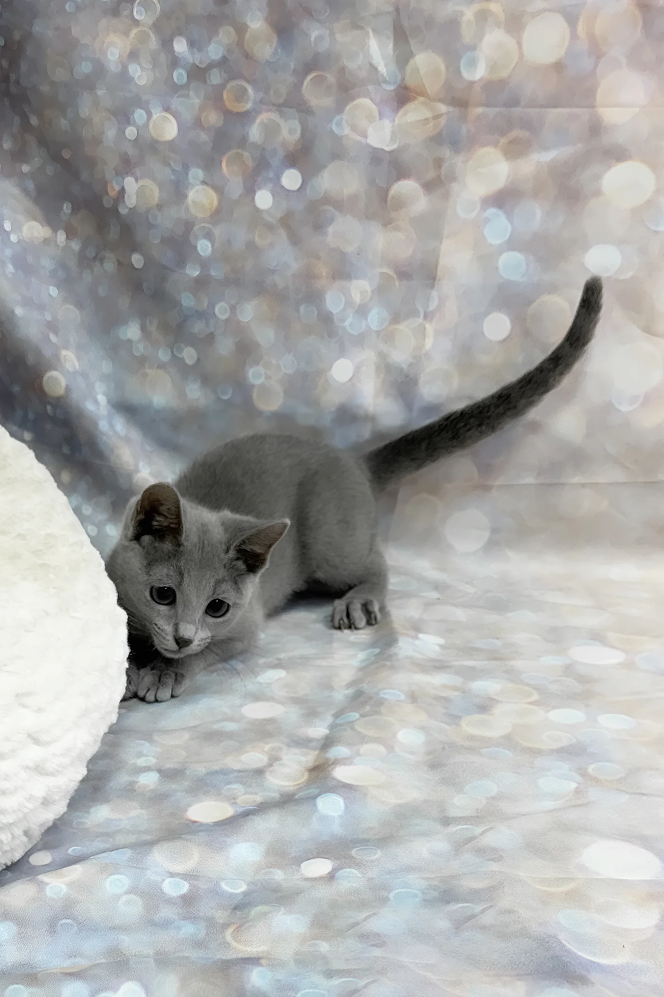 Qaranda | Russian Blue Kitten - Image 5