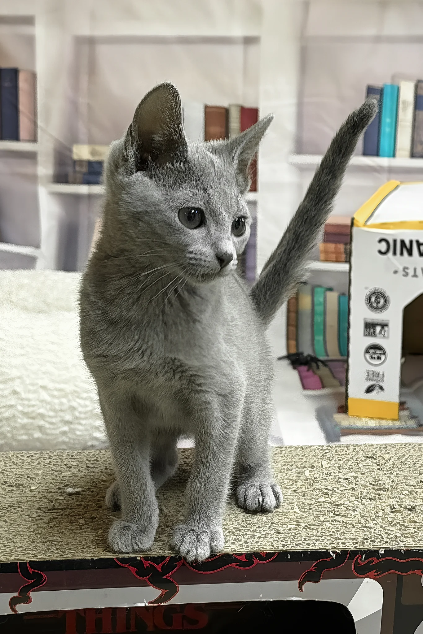Queen | Russian Blue Kitten - Image 3