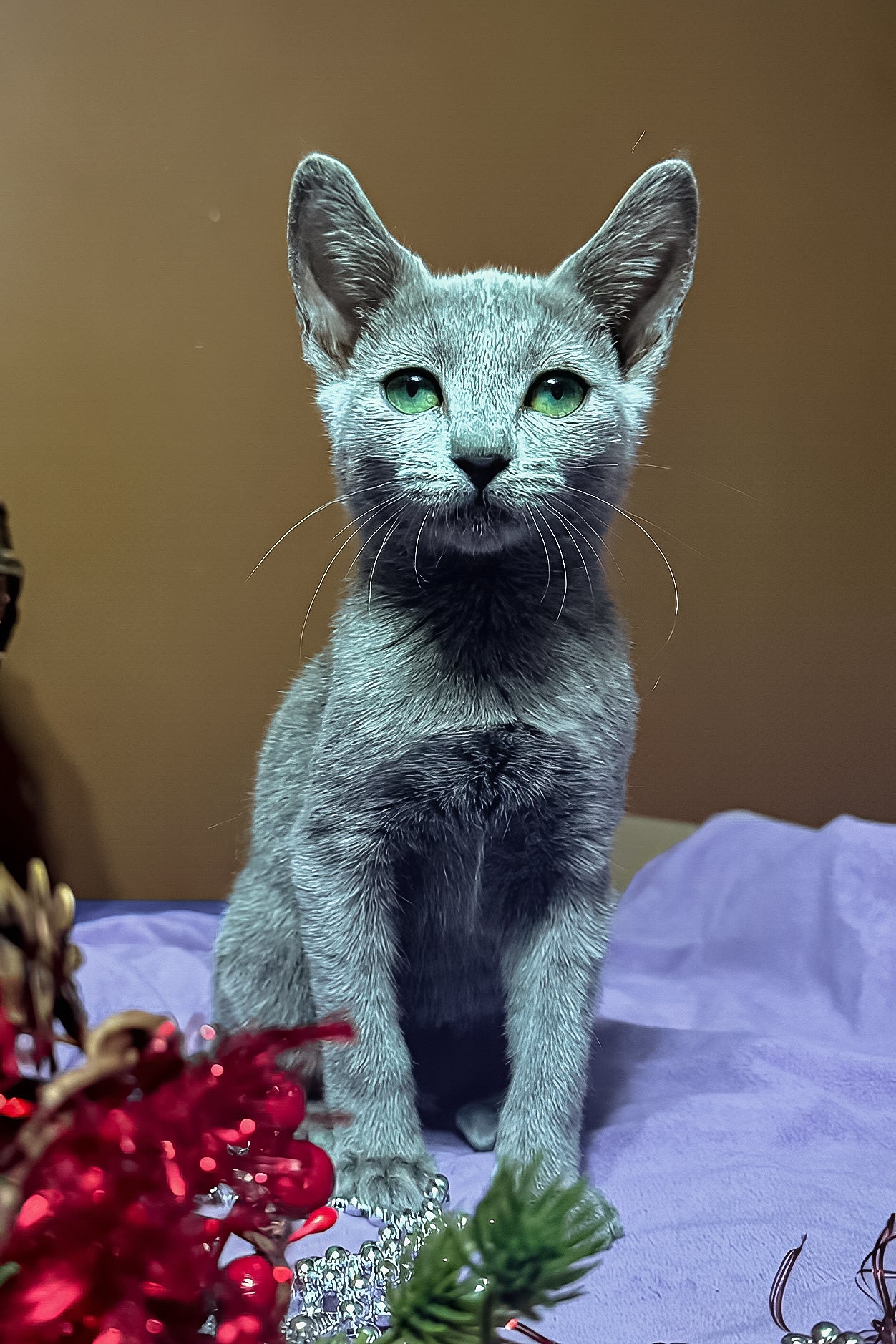 Quera | Russian Blue Kitten