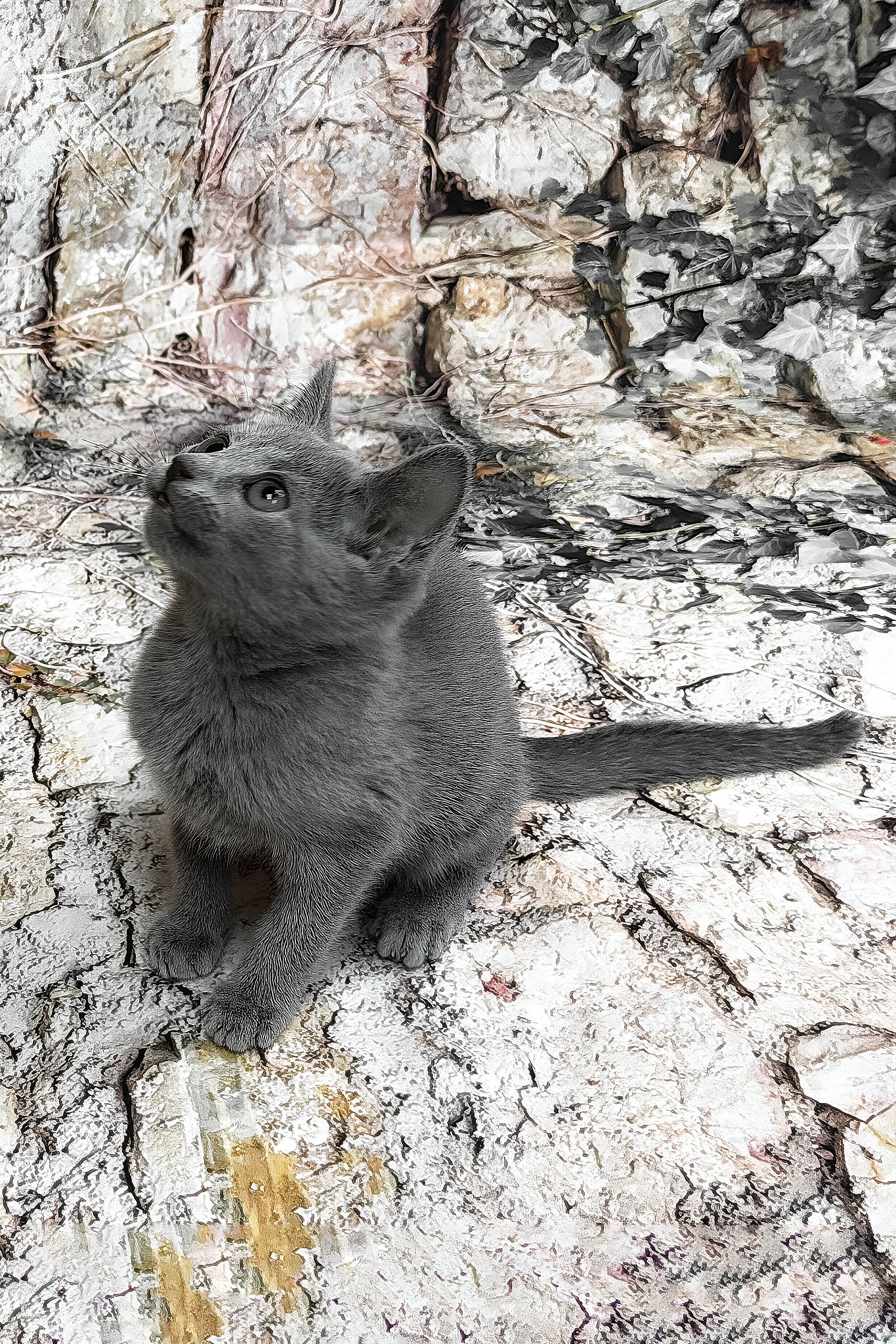 Ramilya | Russian Blue Kitten - Image 4