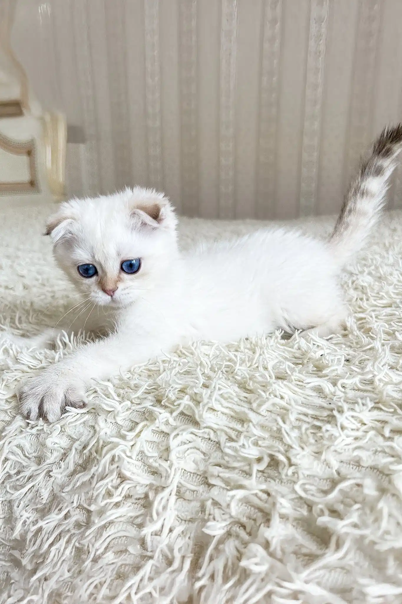 Ada | Scottish Fold Kitten - Image 6