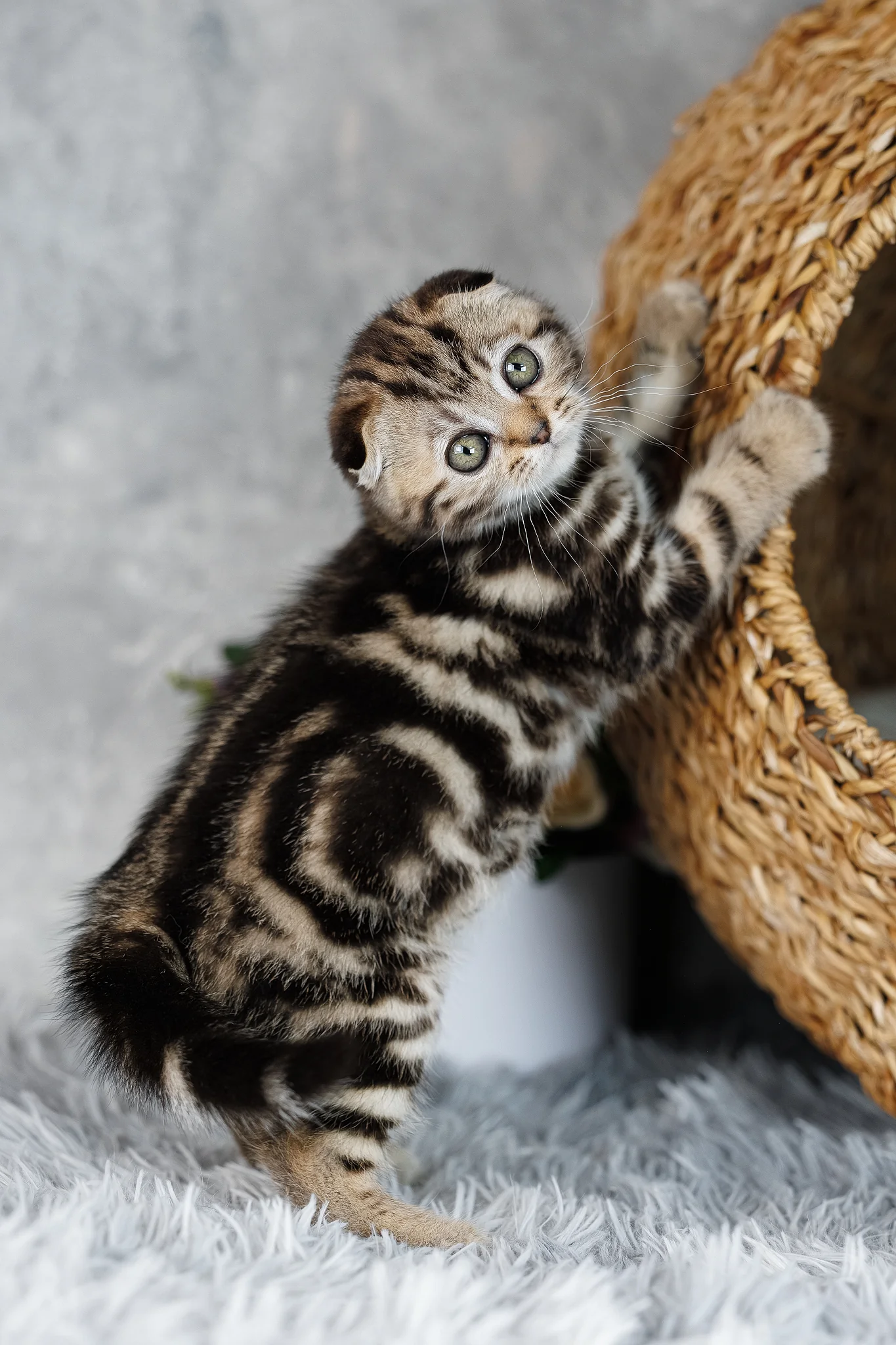 Alpha | Scottish Fold Kitten - Image 2