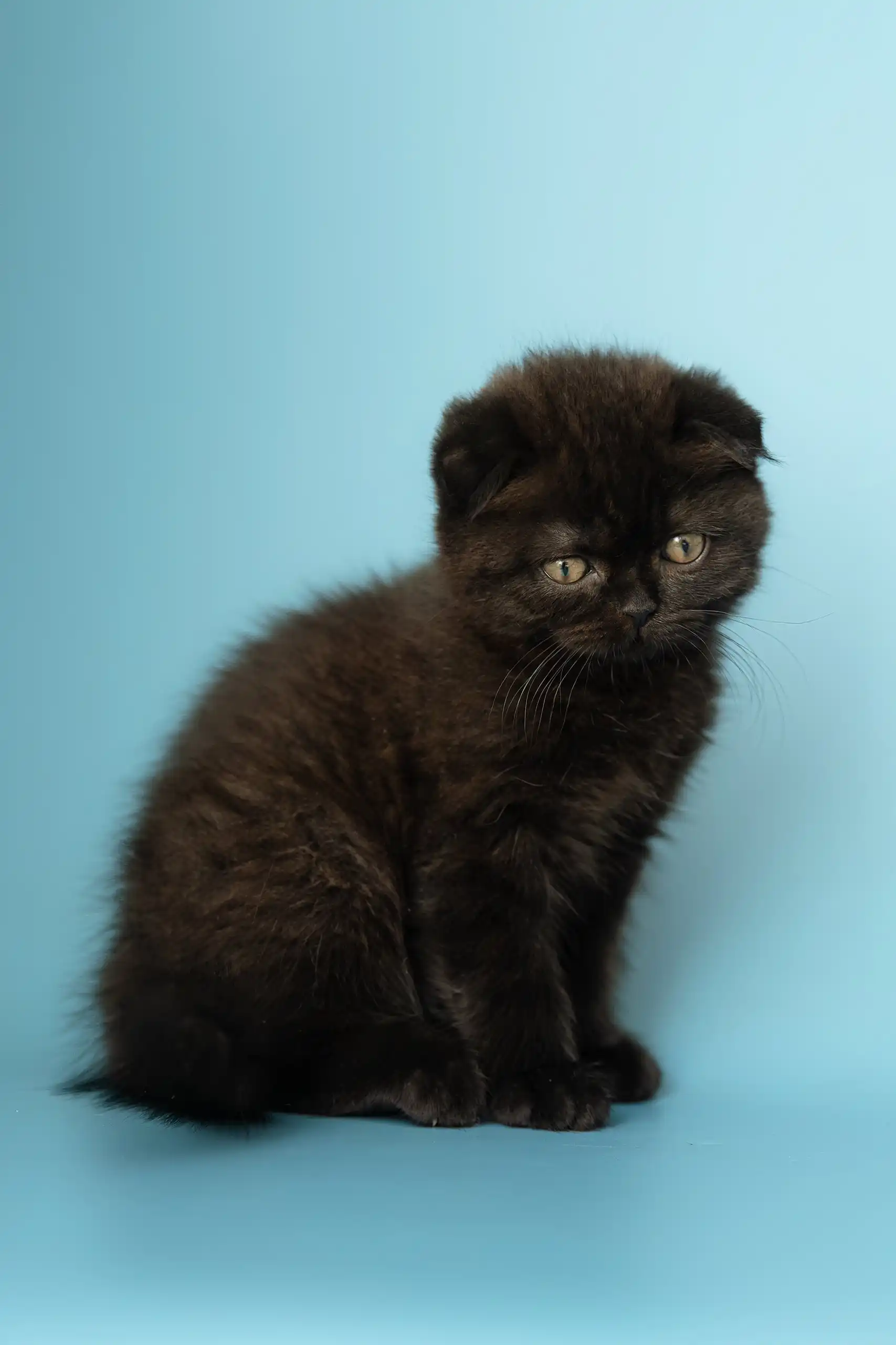 Anna | Scottish Fold Kitten - Image 11