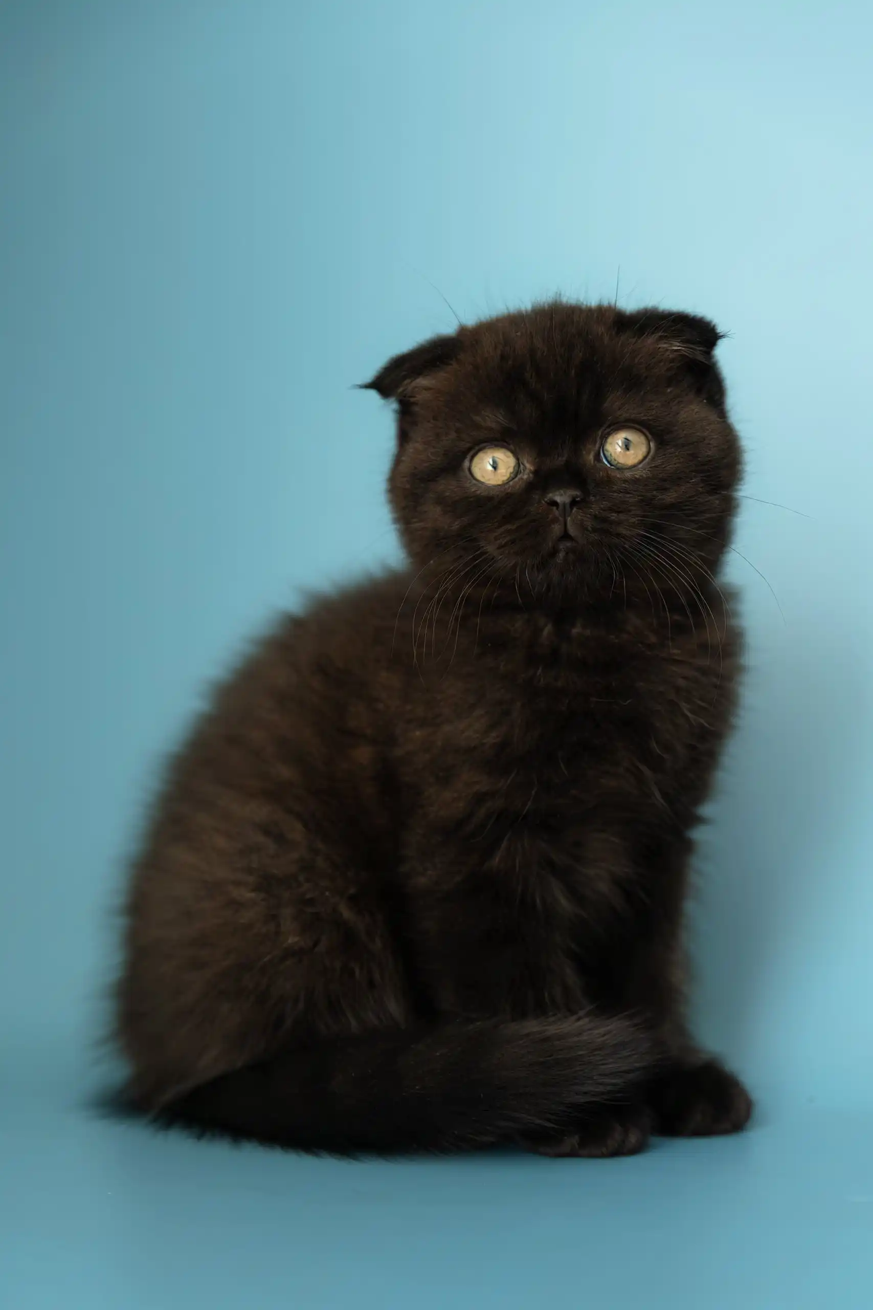Anna | Scottish Fold Kitten - Image 2