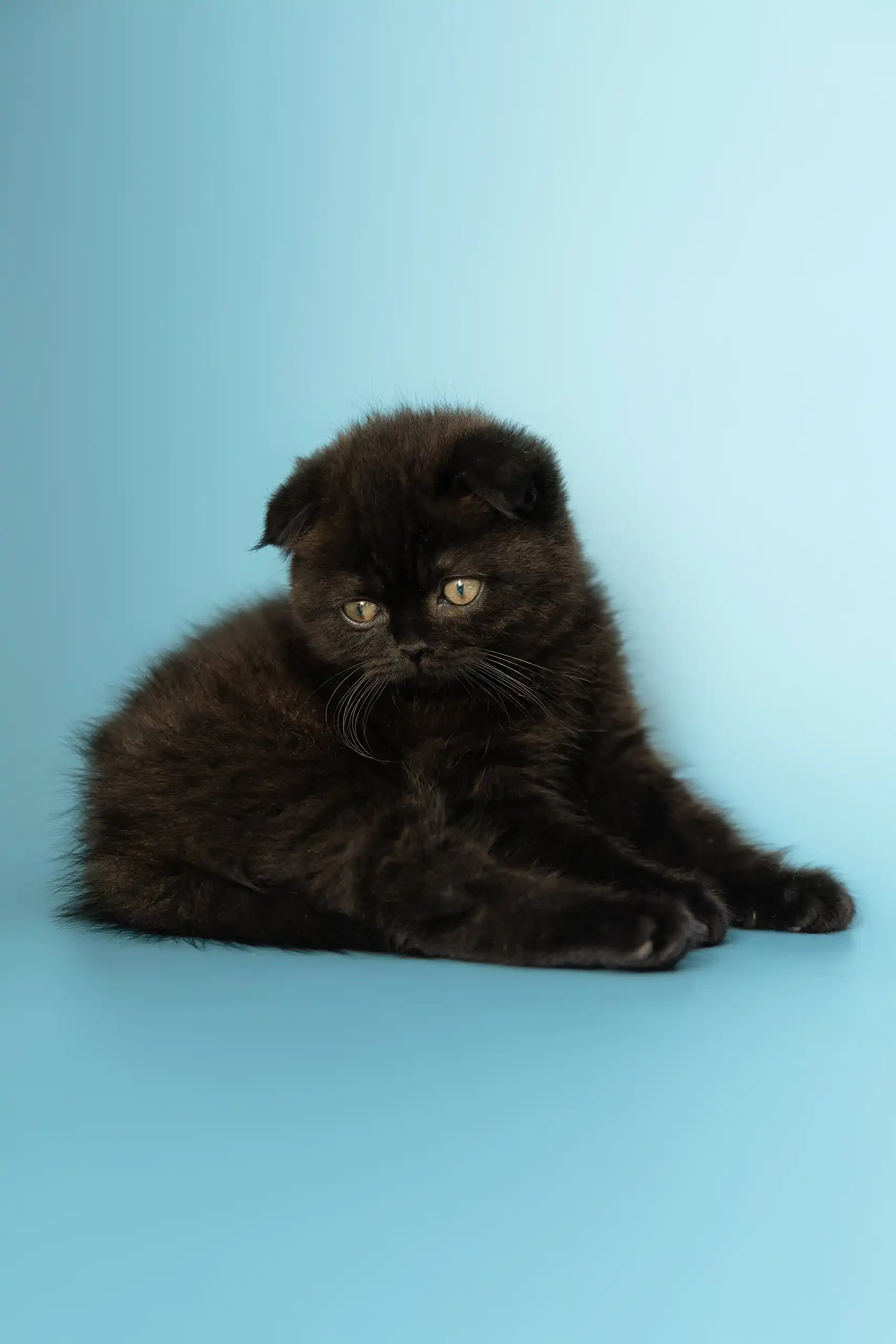 Anna | Scottish Fold Kitten - Image 5
