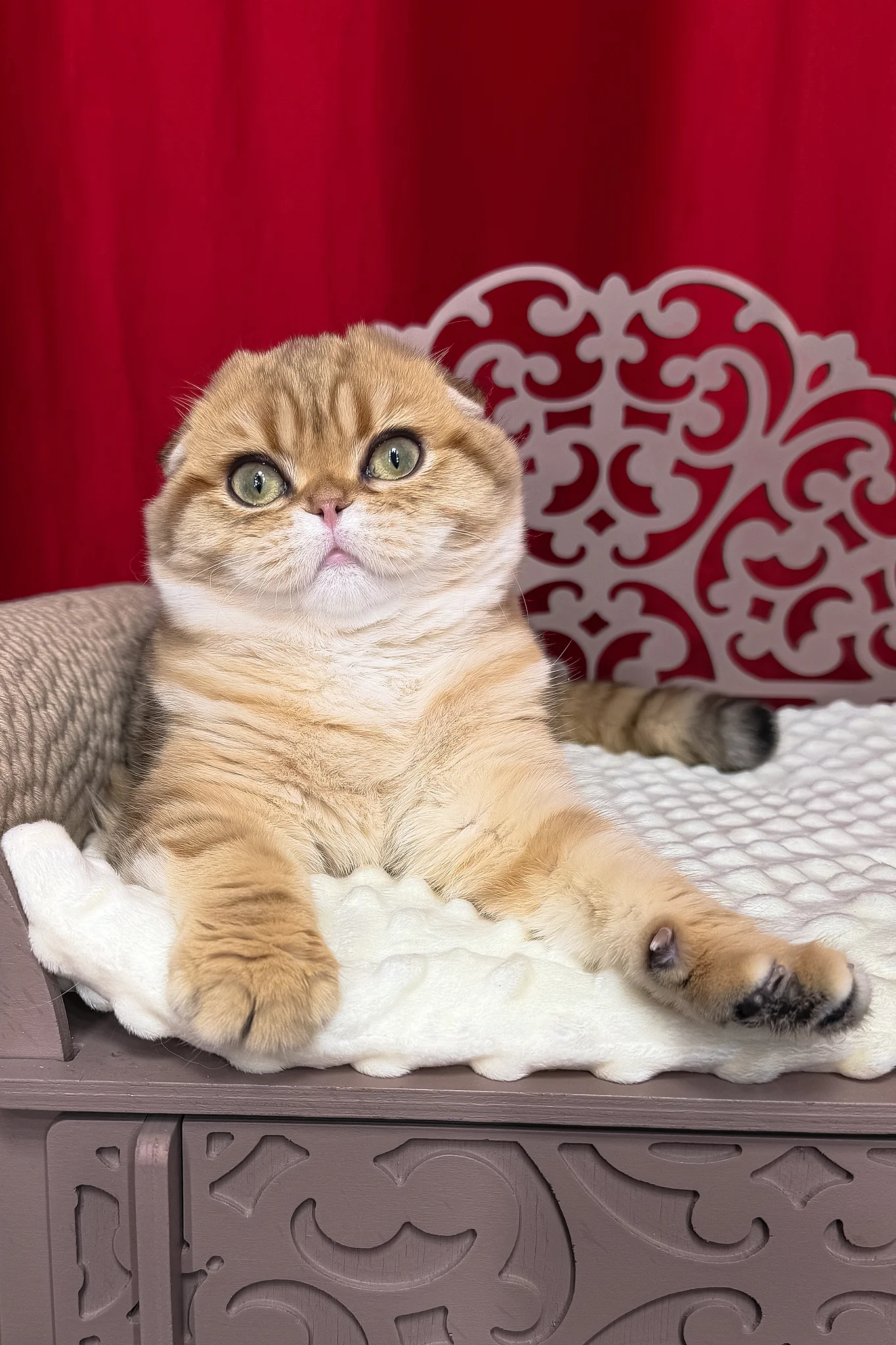 Carolina | Scottish Fold Kitten - Image 4