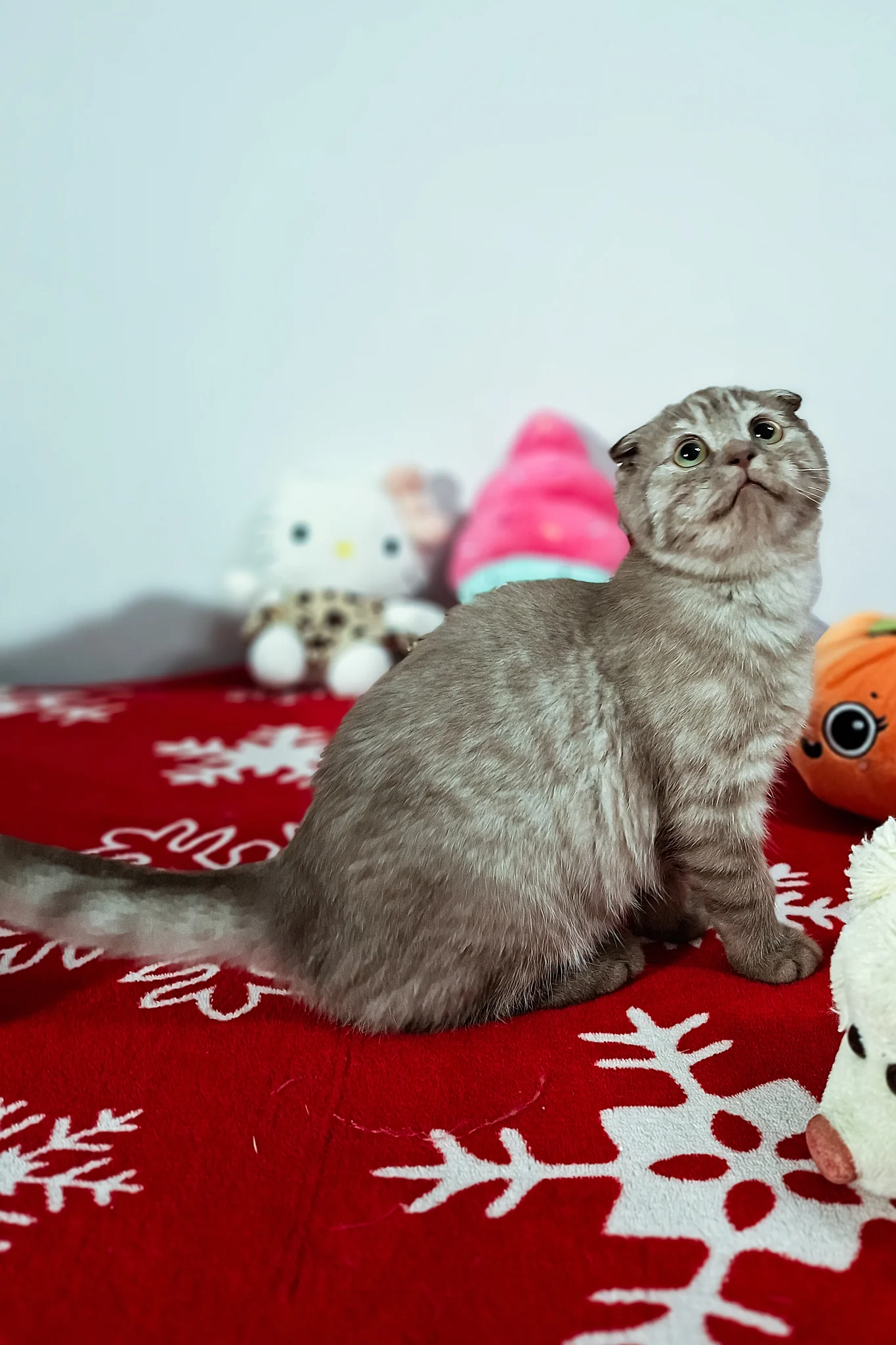 Ela | Scottish Fold Kitten - Image 4