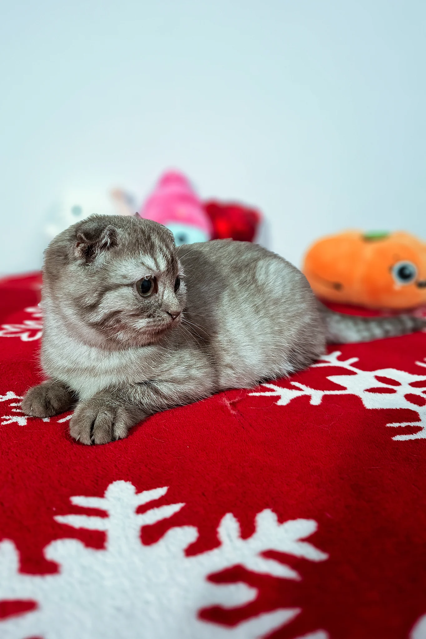 Ela | Scottish Fold Kitten - Image 6