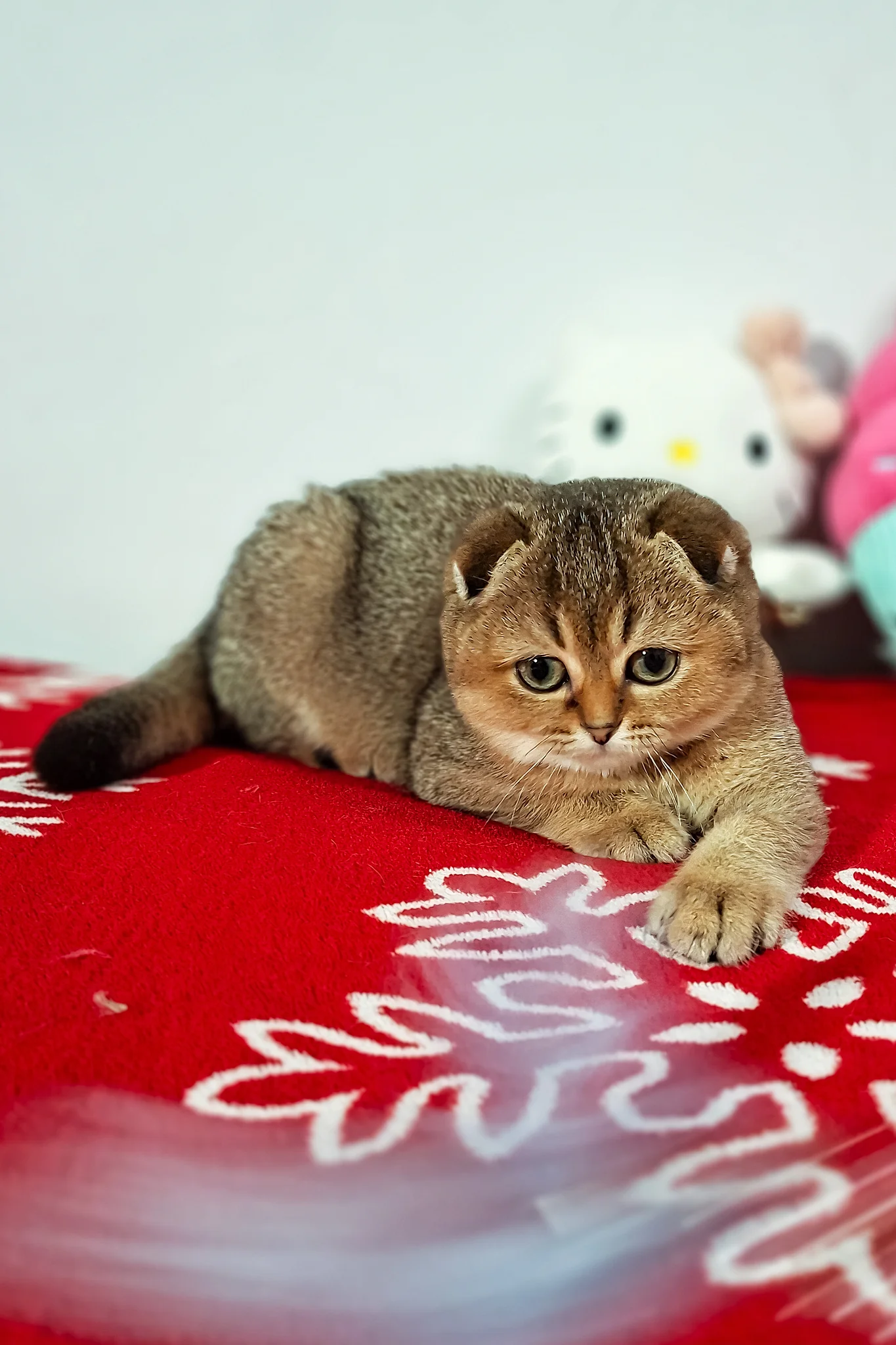 Fela | Scottish Fold Kitten - Image 5