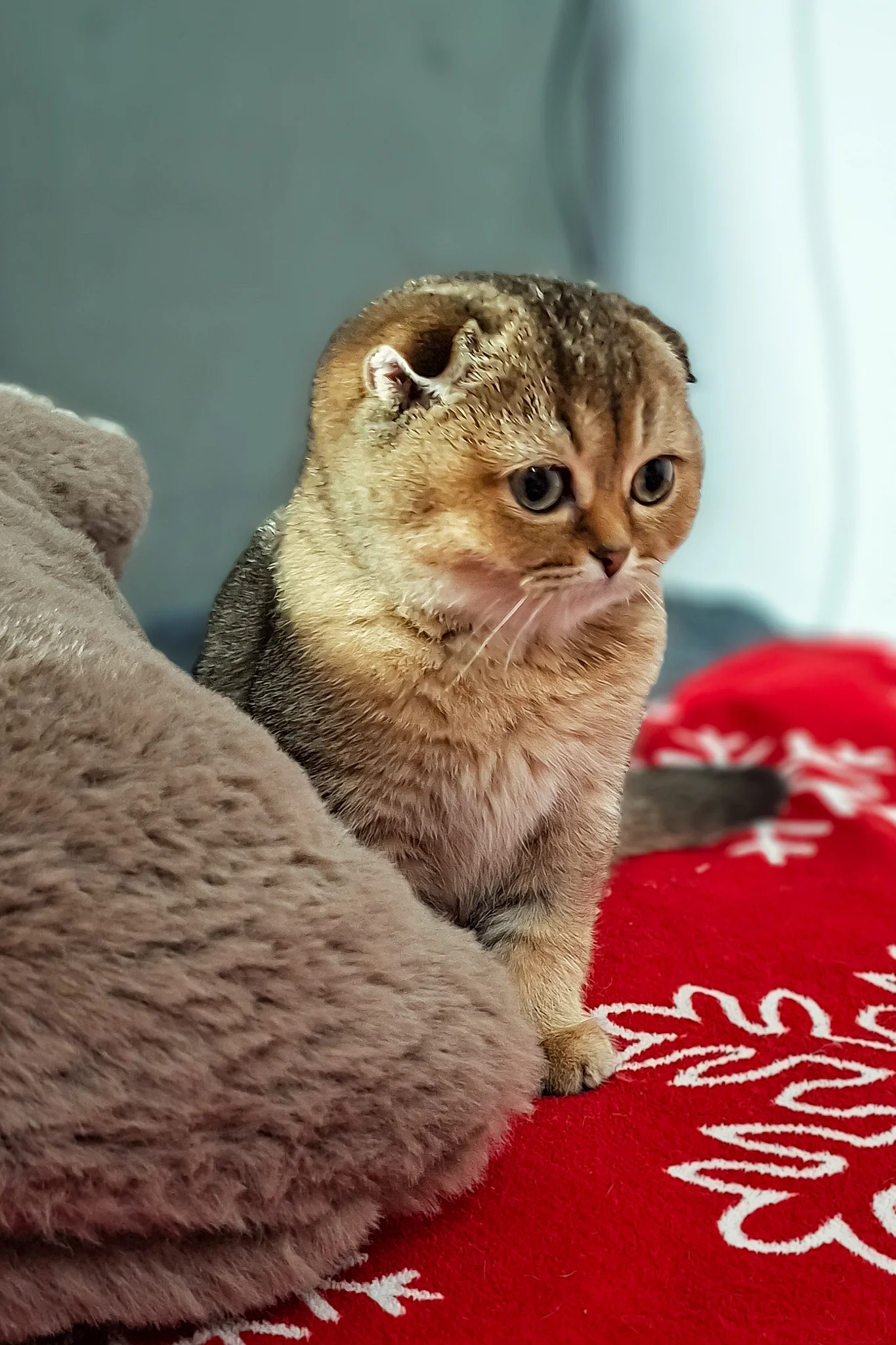 Fela | Scottish Fold Kitten - Image 7
