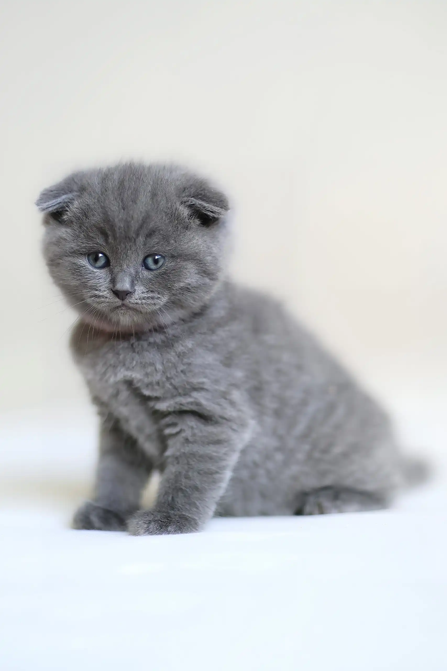 Franky | Scottish Fold Kitten - Image 2