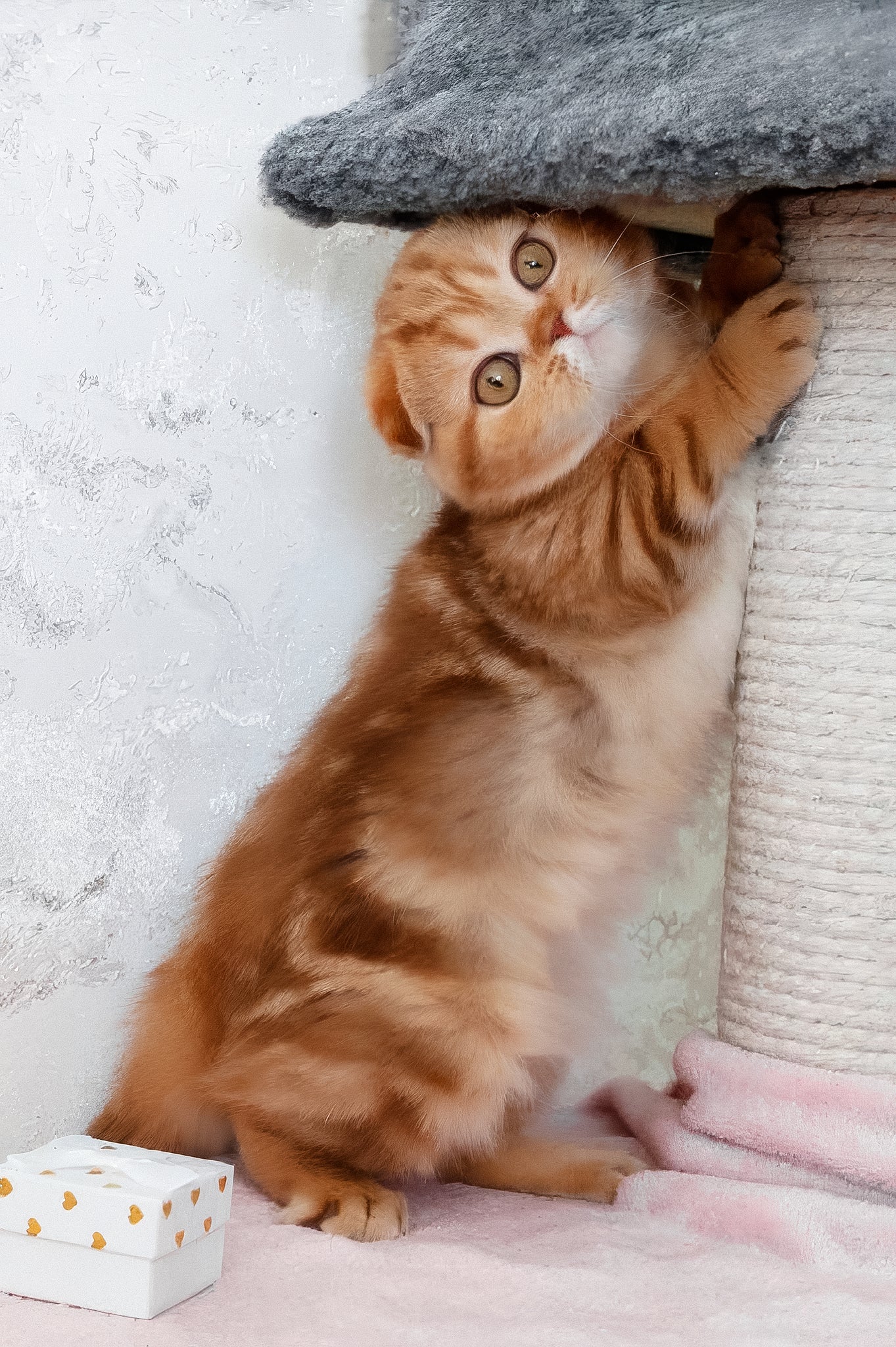 Hayley | Scottish Fold Kitten - Image 7