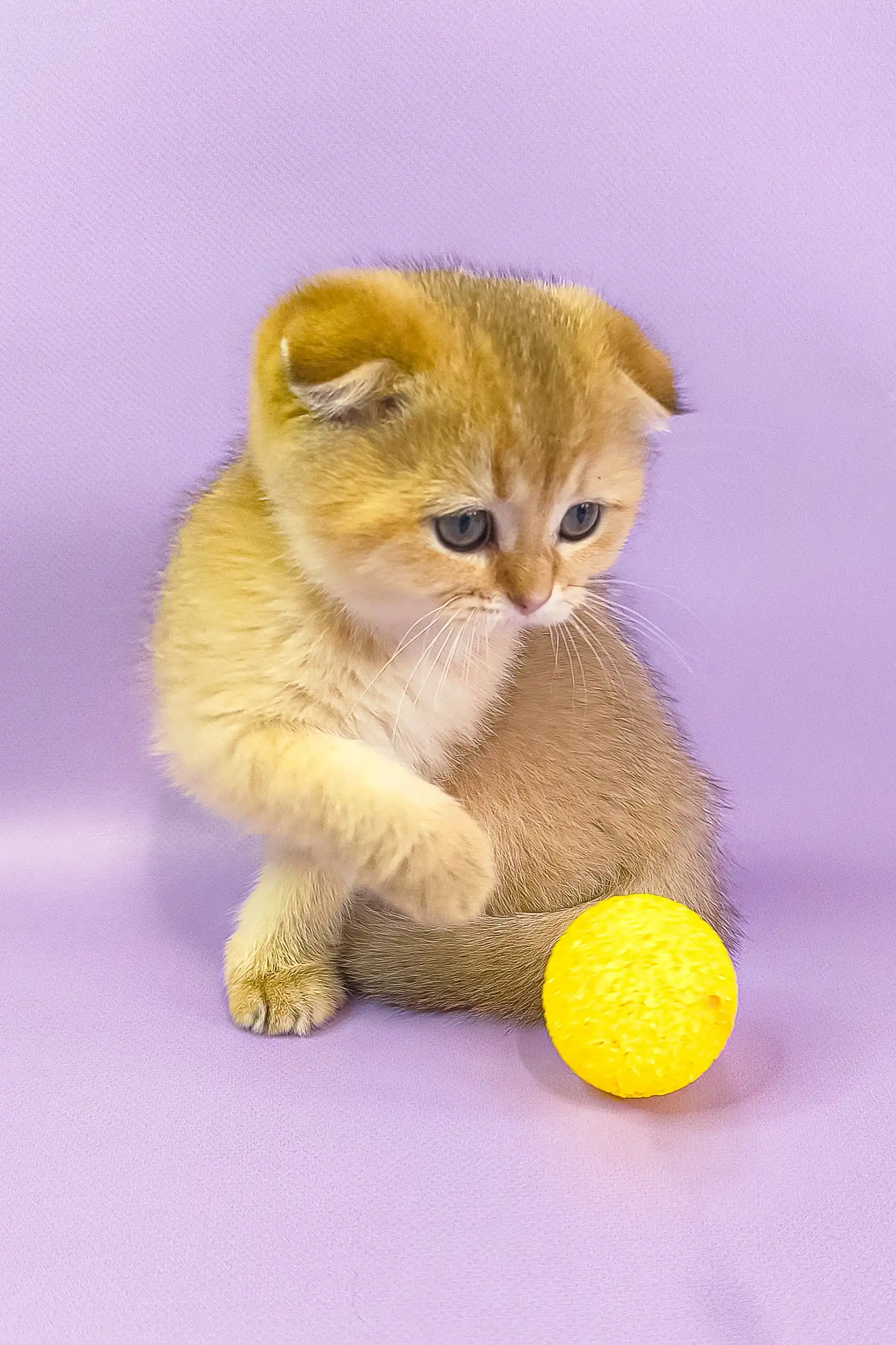 Hella | Scottish Fold Kitten - Image 2