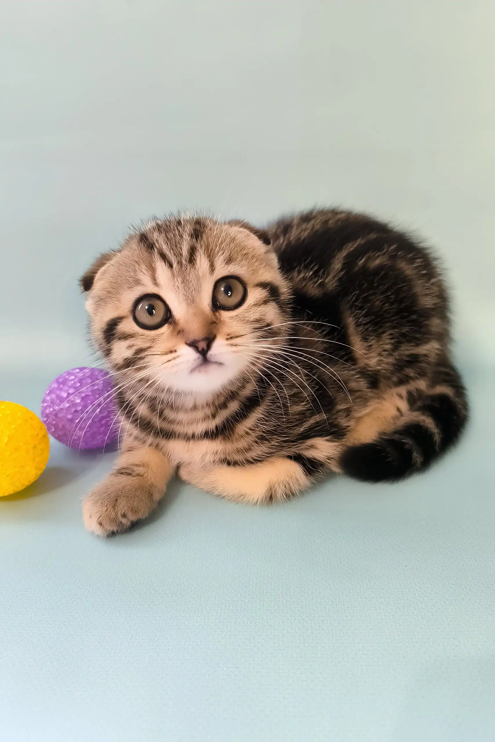Ines | Scottish Fold Kitten - Image 2