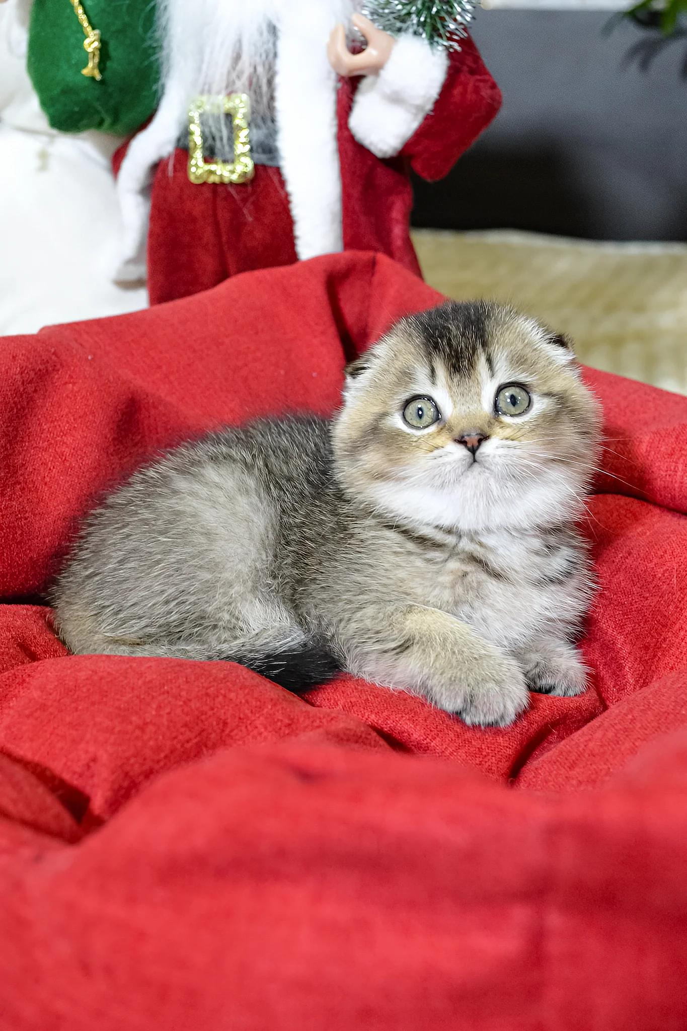 Jasmine | Scottish Fold Kitten - Image 4