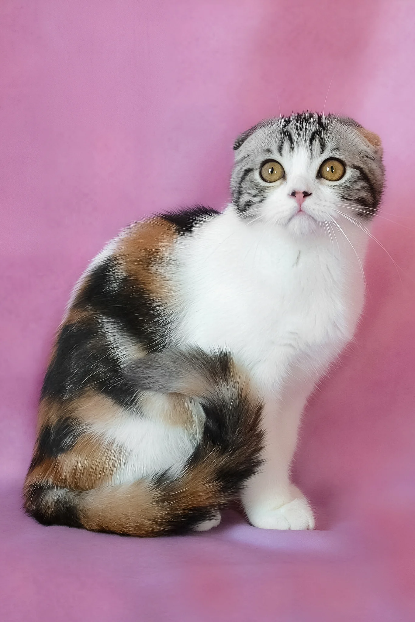 Julija | Scottish Fold Kitten - Image 6