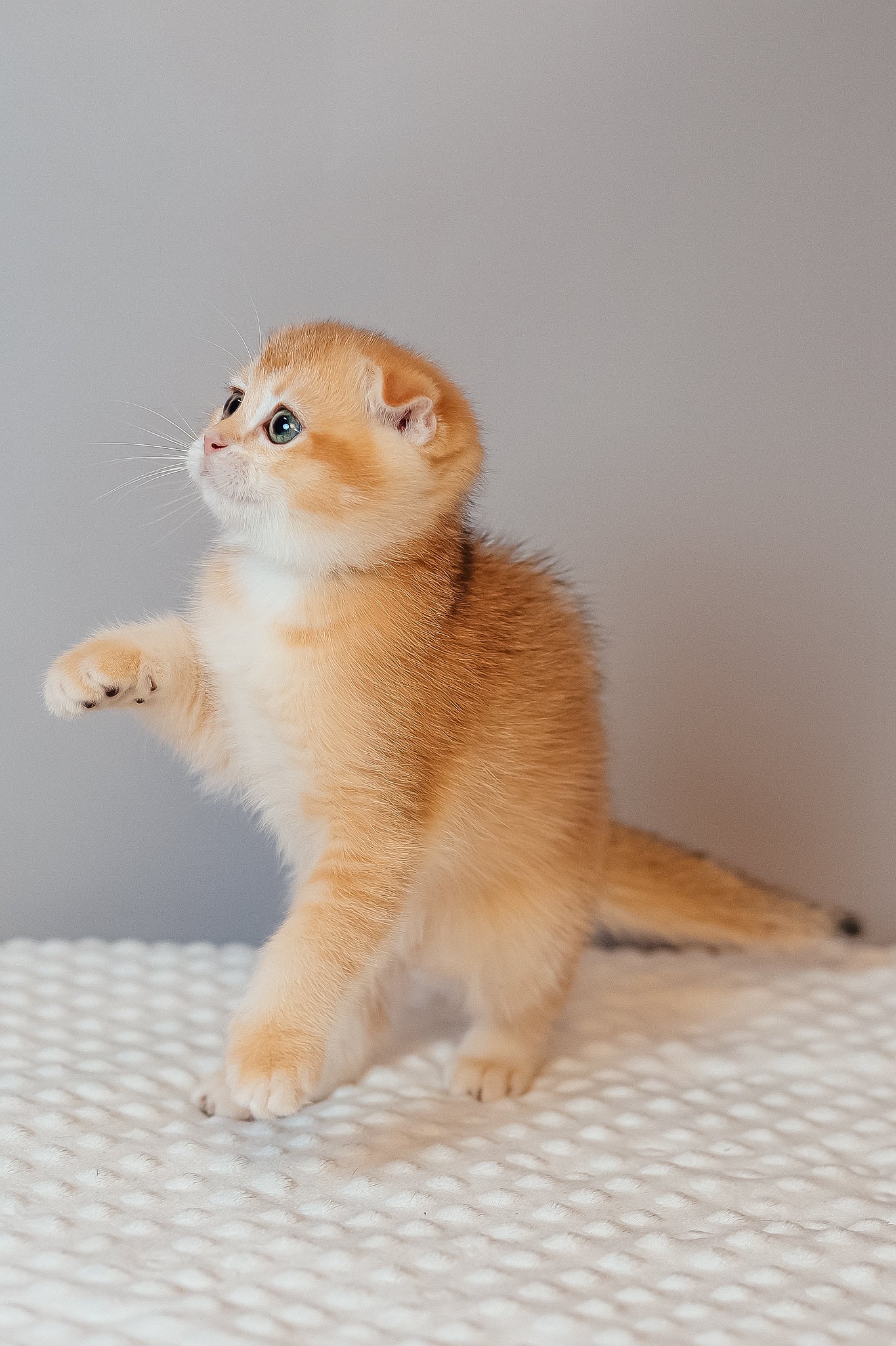 Kasenia | Scottish Fold Kitten - Image 4